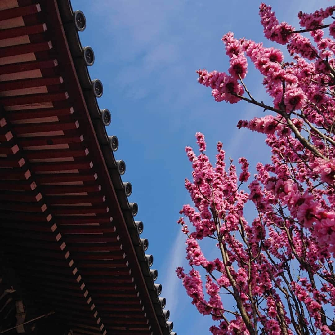 和田益典さんのインスタグラム写真 - (和田益典Instagram)「◆ まだまだ続く「推し寺 當麻寺シリーズ」 . 4/13訪問 . . 奥院の楼門(重文)と桃&桜。 . 小さいながらも満開の桃と、散り行くシダレ&ソメイ。 . . 春はシャッターチャンスが多くて、ついつい沢山撮ってしまう。 . 勿論、一眼とスマホの二刀流は健在です。 (ここは九分九厘スマホですが) . . . #わだます寺社巡り . #スマホ #當麻寺 #当麻寺 #楼門 #重要文化財 #門 #桜 #桃 #三重塔 #奈良 #仏閣 #寺院 #寺 #お寺 #大和路 #葛城市 #flowerstagram #smartphone #peach #temple #nara #history #picture #photo #photostagram #photography #gate #japan #cherryblossom . .」4月16日 17時10分 - masunori_wada