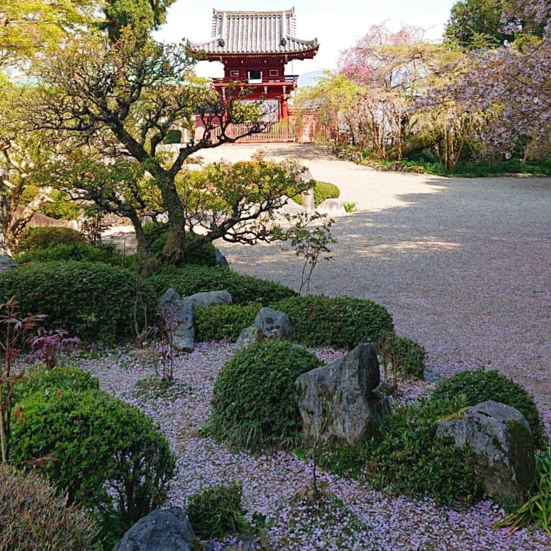 和田益典さんのインスタグラム写真 - (和田益典Instagram)「◆ まだまだ続く「推し寺 當麻寺シリーズ」 . 4/13訪問 . . 奥院の楼門(重文)と桃&桜。 . 小さいながらも満開の桃と、散り行くシダレ&ソメイ。 . . 春はシャッターチャンスが多くて、ついつい沢山撮ってしまう。 . 勿論、一眼とスマホの二刀流は健在です。 (ここは九分九厘スマホですが) . . . #わだます寺社巡り . #スマホ #當麻寺 #当麻寺 #楼門 #重要文化財 #門 #桜 #桃 #三重塔 #奈良 #仏閣 #寺院 #寺 #お寺 #大和路 #葛城市 #flowerstagram #smartphone #peach #temple #nara #history #picture #photo #photostagram #photography #gate #japan #cherryblossom . .」4月16日 17時10分 - masunori_wada