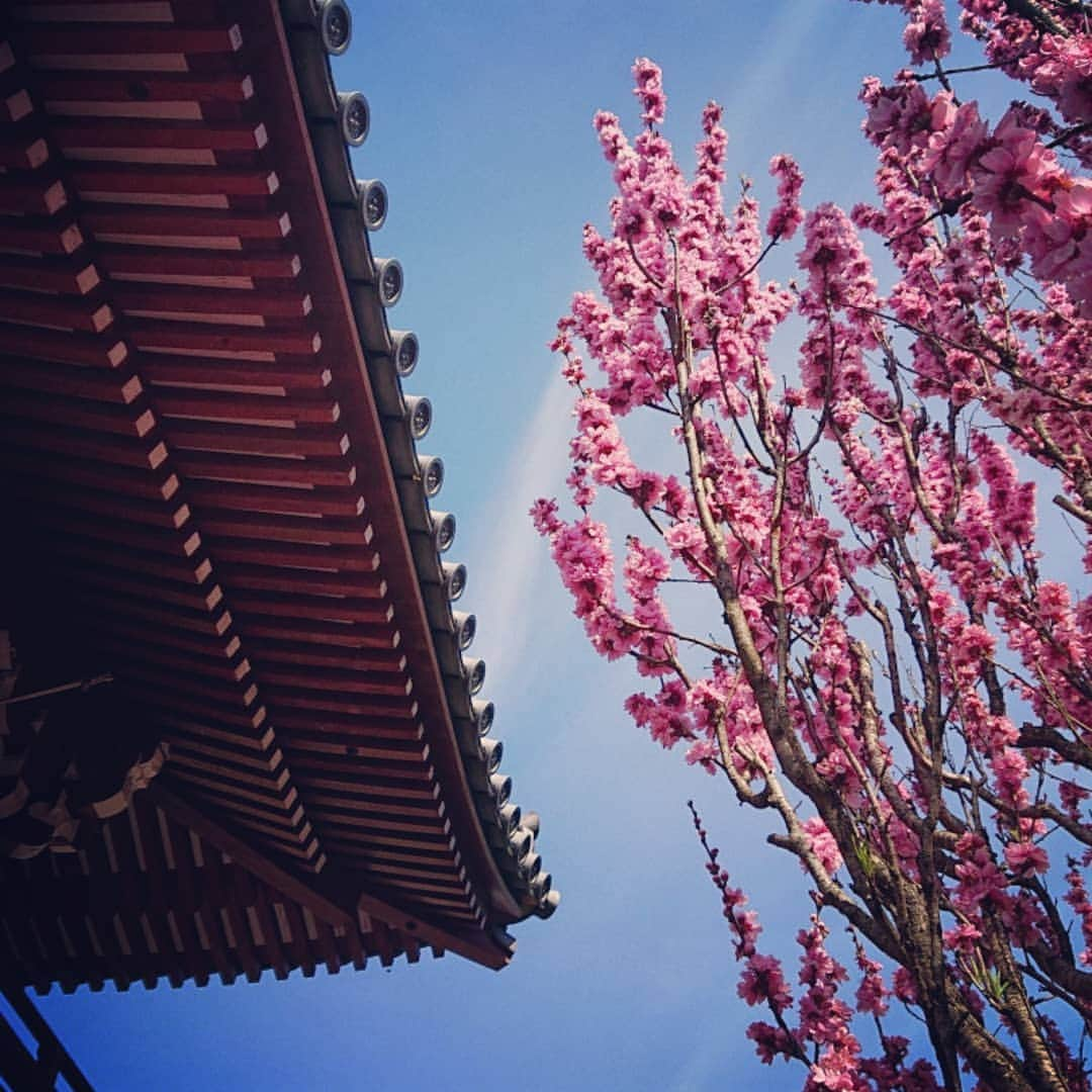 和田益典さんのインスタグラム写真 - (和田益典Instagram)「◆ まだまだ続く「推し寺 當麻寺シリーズ」 . 4/13訪問 . . 奥院の楼門(重文)と桃&桜。 . 小さいながらも満開の桃と、散り行くシダレ&ソメイ。 . . 春はシャッターチャンスが多くて、ついつい沢山撮ってしまう。 . 勿論、一眼とスマホの二刀流は健在です。 (ここは九分九厘スマホですが) . . . #わだます寺社巡り . #スマホ #當麻寺 #当麻寺 #楼門 #重要文化財 #門 #桜 #桃 #三重塔 #奈良 #仏閣 #寺院 #寺 #お寺 #大和路 #葛城市 #flowerstagram #smartphone #peach #temple #nara #history #picture #photo #photostagram #photography #gate #japan #cherryblossom . .」4月16日 17時10分 - masunori_wada