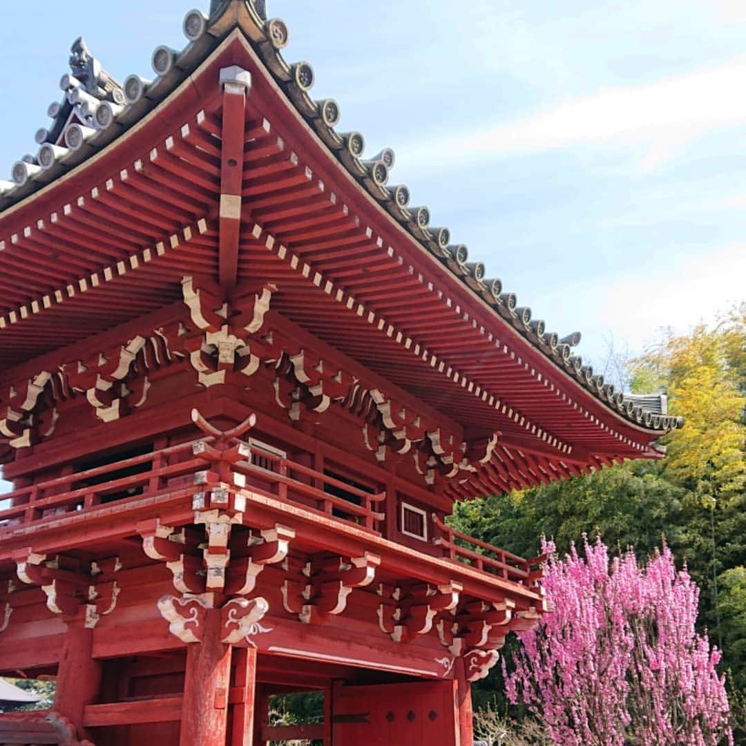 和田益典さんのインスタグラム写真 - (和田益典Instagram)「◆ まだまだ続く「推し寺 當麻寺シリーズ」 . 4/13訪問 . . 奥院の楼門(重文)と桃&桜。 . 小さいながらも満開の桃と、散り行くシダレ&ソメイ。 . . 春はシャッターチャンスが多くて、ついつい沢山撮ってしまう。 . 勿論、一眼とスマホの二刀流は健在です。 (ここは九分九厘スマホですが) . . . #わだます寺社巡り . #スマホ #當麻寺 #当麻寺 #楼門 #重要文化財 #門 #桜 #桃 #三重塔 #奈良 #仏閣 #寺院 #寺 #お寺 #大和路 #葛城市 #flowerstagram #smartphone #peach #temple #nara #history #picture #photo #photostagram #photography #gate #japan #cherryblossom . .」4月16日 17時10分 - masunori_wada