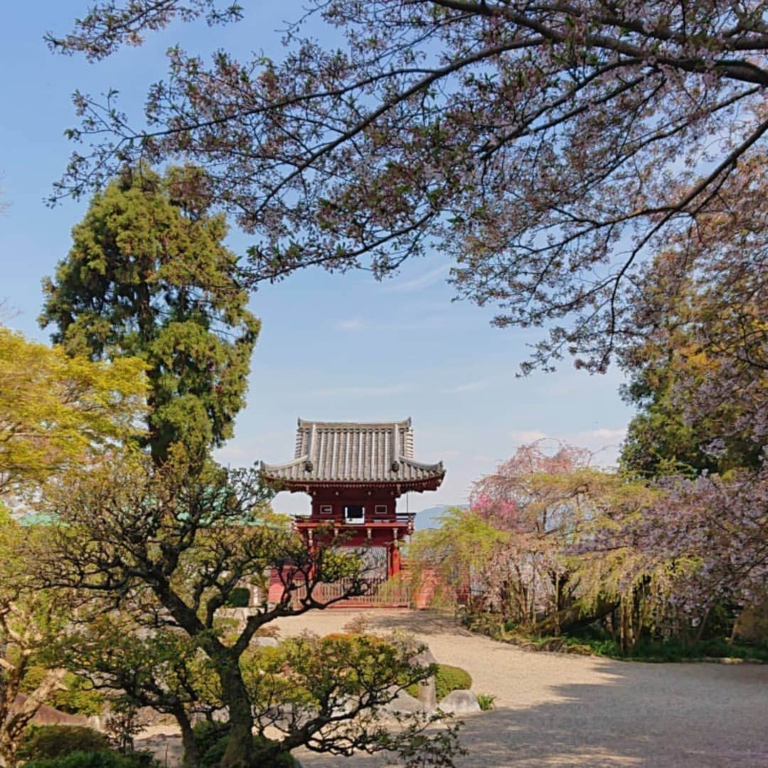 和田益典さんのインスタグラム写真 - (和田益典Instagram)「◆ まだまだ続く「推し寺 當麻寺シリーズ」 . 4/13訪問 . . 奥院の楼門(重文)と桃&桜。 . 小さいながらも満開の桃と、散り行くシダレ&ソメイ。 . . 春はシャッターチャンスが多くて、ついつい沢山撮ってしまう。 . 勿論、一眼とスマホの二刀流は健在です。 (ここは九分九厘スマホですが) . . . #わだます寺社巡り . #スマホ #當麻寺 #当麻寺 #楼門 #重要文化財 #門 #桜 #桃 #三重塔 #奈良 #仏閣 #寺院 #寺 #お寺 #大和路 #葛城市 #flowerstagram #smartphone #peach #temple #nara #history #picture #photo #photostagram #photography #gate #japan #cherryblossom . .」4月16日 17時10分 - masunori_wada