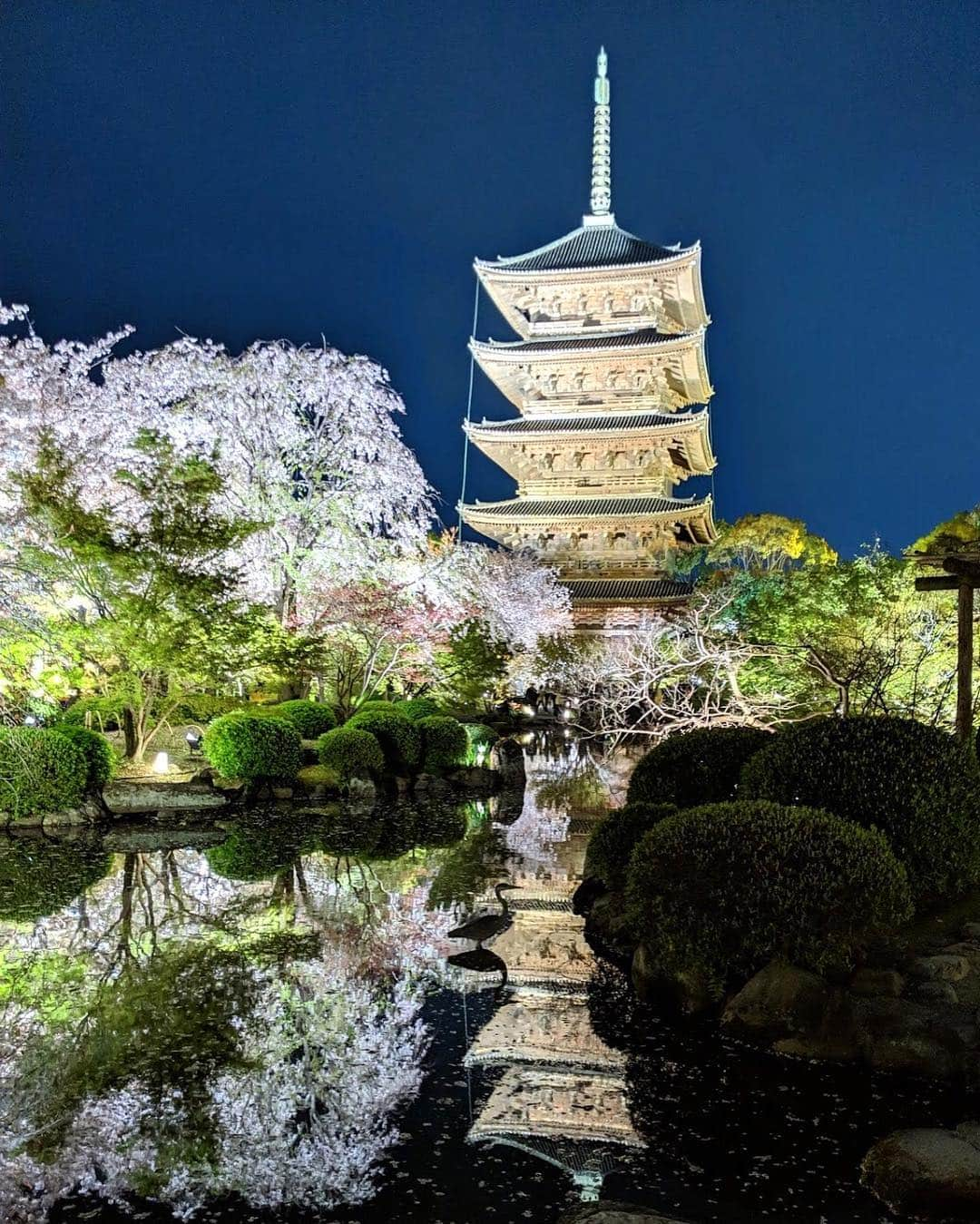 エリーローズさんのインスタグラム写真 - (エリーローズInstagram)「BLESSED IN KYOTO  京都の夜桜に圧巻🌸🏯🌸 #東寺 #ラスボス感」4月16日 17時14分 - ellirose