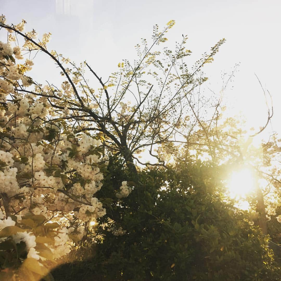 高岡早紀 さんのインスタグラム写真 - (高岡早紀 Instagram)「気持ちの良い一日だったね。 撮影日和。 まだまだ撮影は続く〜  #向かいのバズる家族  #桜」4月16日 17時19分 - saki_takaoka