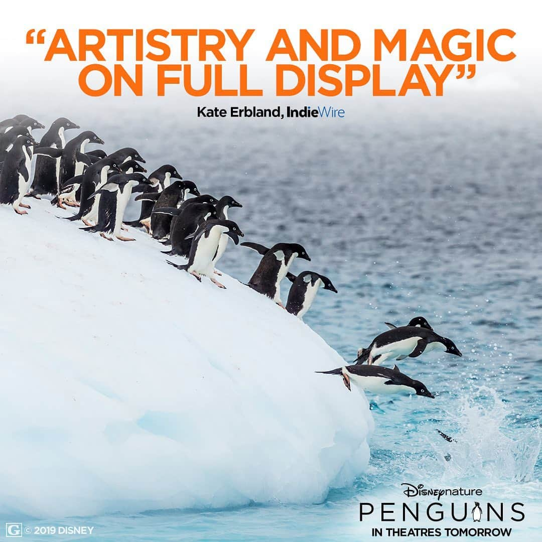 Walt Disney Studiosさんのインスタグラム写真 - (Walt Disney StudiosInstagram)「Experience all of the “artistry and magic on full display” when you see #DisneynaturePenguins in theatres tomorrow!」4月17日 4時16分 - disneystudios