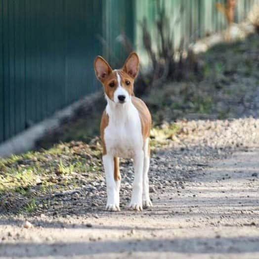 Puppy For Sale.さんのインスタグラム写真 - (Puppy For Sale.Instagram)「Рыже белая девочка басенджи  в поисках новой семьи 😊 #басенджи #басенджищенки #щенкибасенджи #басенджимосква @artsimpatiya」4月17日 3時20分 - artsimpatiya