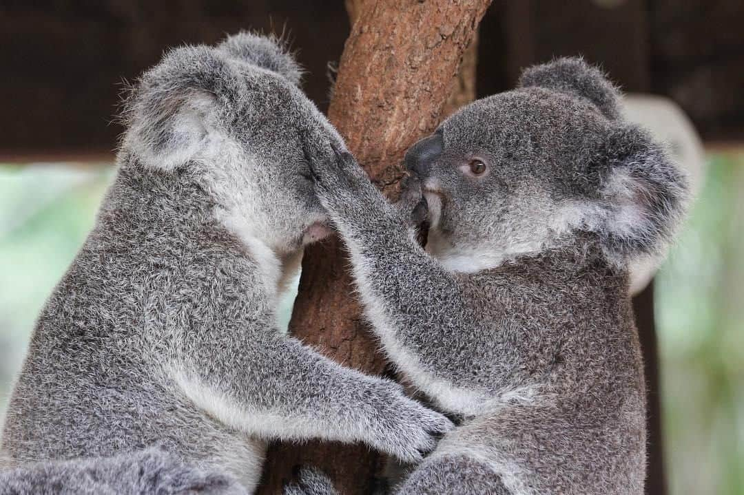 Australiaさんのインスタグラム写真 - (AustraliaInstagram)「“Shhh, not before my first cup of coffee.” 🤫 Just kidding, obviously #koalas don’t really drink coffee; in fact, they rarely drink at all, the word ‘koala’ came from the Aboriginal word meaning ‘no drink’. These two cuties at @lonepinekoala are simply playing, and what you see here is just a friendly scratch and pat from one neighbour to another at this @queensland #wildlife sanctuary in @visitbrisbane. Give one of these iconic Aussie animals a cuddle by booking the ‘koala holding experience’, and you’ll take home a sweet photo as a souvenir - which would surely make the best new profile pic ever! 😉  #seeaustralia #thisisqueensland #visitbrisbane #weeklyfluff #wildlifephotography #travel」4月17日 4時00分 - australia