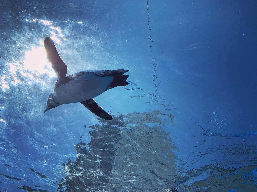 奥山レイカのインスタグラム：「晴れた良い日でした☀️ 空飛ぶペンギン〜 #サンシャイン水族館 #ペンギン」