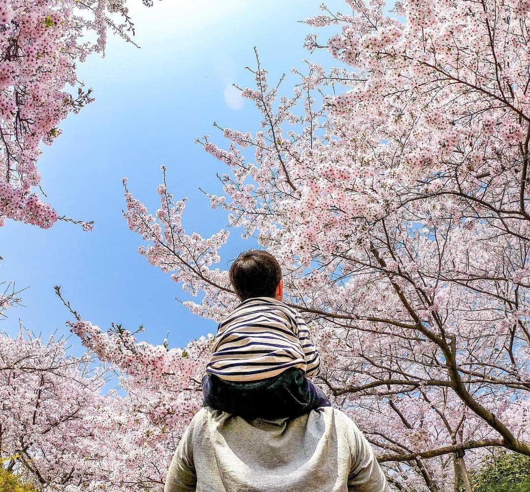 GoProさんのインスタグラム写真 - (GoProInstagram)「#親子 の大切な時間、桜の下で。🌸 📷 @uruma_428 ・ ・ ・ #GoPro GoProJP #GoProTravelJapan #GoProのある生活 #Sakura #桜 #🌸 #親子 #肩車」4月16日 19時27分 - goprojp