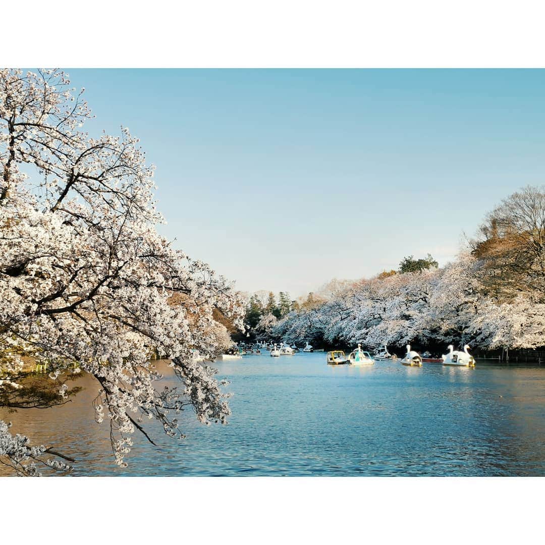 ダンソン・タンのインスタグラム：「實在拍太多 唐攝影忍不住😂😂 #DT視角 #唐禹哲 #Tokyo #cherryblossom #DT #HOTHEART #SEVENDAYS  #櫻花 #東京」