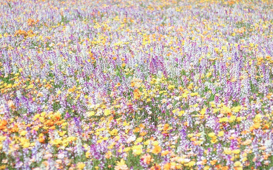 稲取銀水荘さんのインスタグラム写真 - (稲取銀水荘Instagram)「#ゴールデンウィーク 、どこへ行く？伊豆はカラフル。めいっぱいの春があなたを待っています。  #松崎 #田んぼをつかった花畑 #平日お出かけ #週末旅行  #週末プチ旅行 #お出かけ #旅好きな人と繋がりたい #旅好きさんと繋がりたい #izu #onsen #trip #triptojapan #いいね伊豆 #伊豆元気旅 #GW #GWお出かけ #はなすたぐらむ」4月16日 19時30分 - inatoriginsuisosta_izu