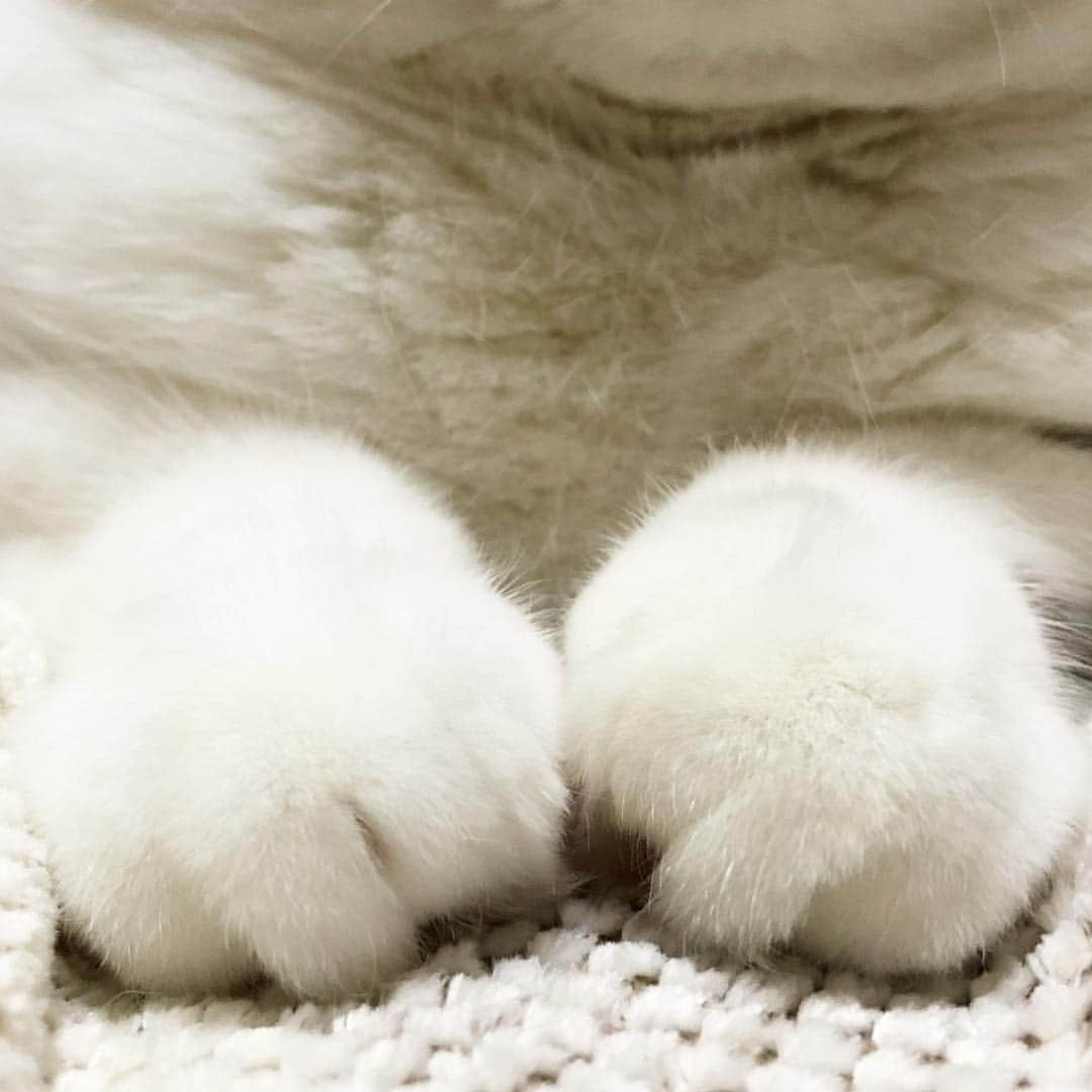 *eri*さんのインスタグラム写真 - (*eri*Instagram)「こんばんは｡･*･:♪ 大福？ダブル😋💓 2019.4.16 #猫 #ねこ #スコティッシュフォールド #ネコ #ねこ部 #にゃんこ #スコティッシュ#ニャンコ#ペット#スコ#猫部#cat #Scottishfold」4月16日 19時35分 - eriten8