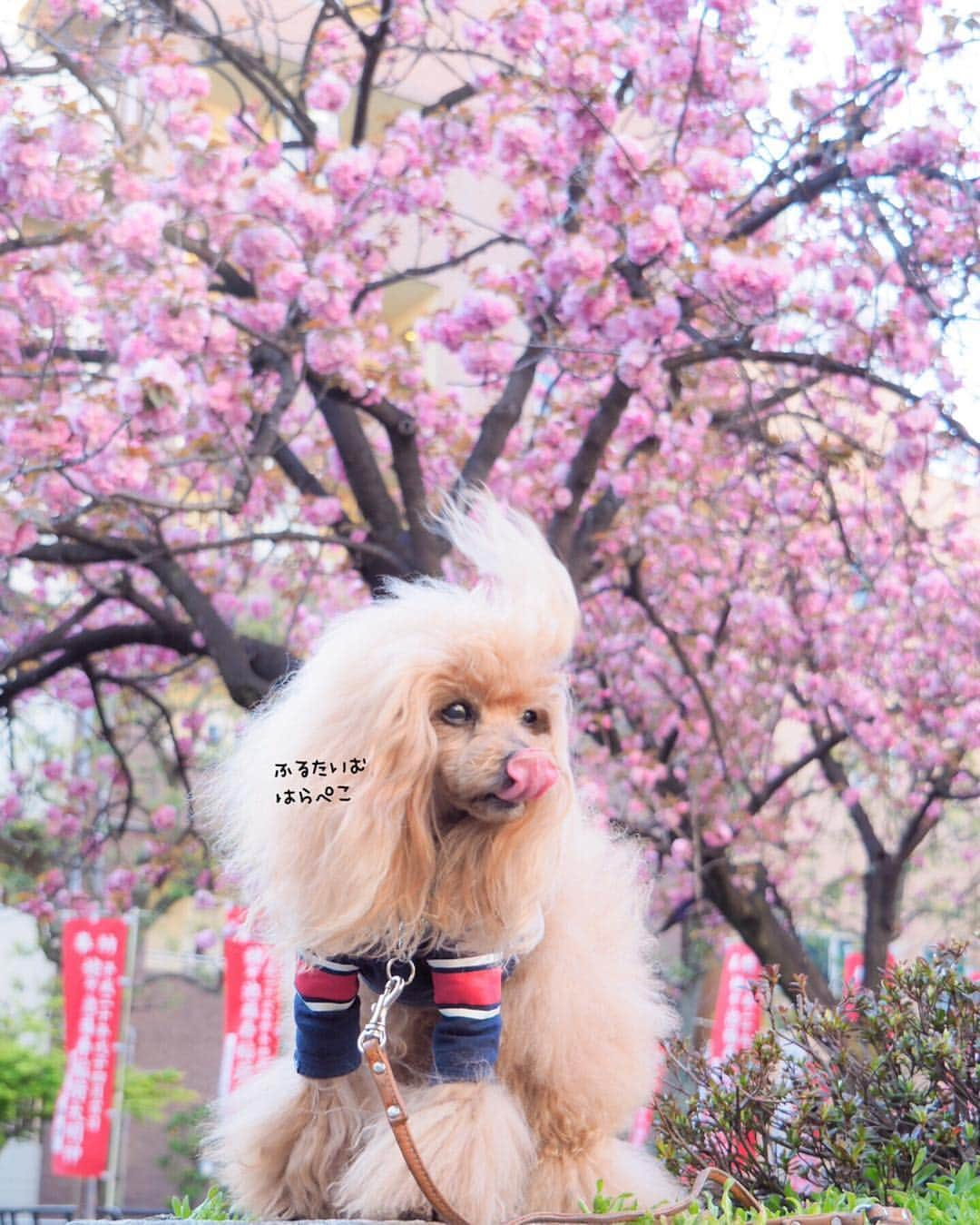 Toypoodle Mikuru?Asakusa Tokyoさんのインスタグラム写真 - (Toypoodle Mikuru?Asakusa TokyoInstagram)「20190416 Tuesday. 公園の八重桜が満開です🌸 . ふるたいむはらぺこ みくるんは 花よりオニク🍖 いつもより多めのオニクもらえたはず🤣 . 軽井沢失踪旅行2日目編集中のため 今日のあさんぽより😅 . #ふるたいむはらぺこ #八重桜 軽井沢は雪だったのに #東京 は桜も終わりです」4月16日 19時37分 - purapura299