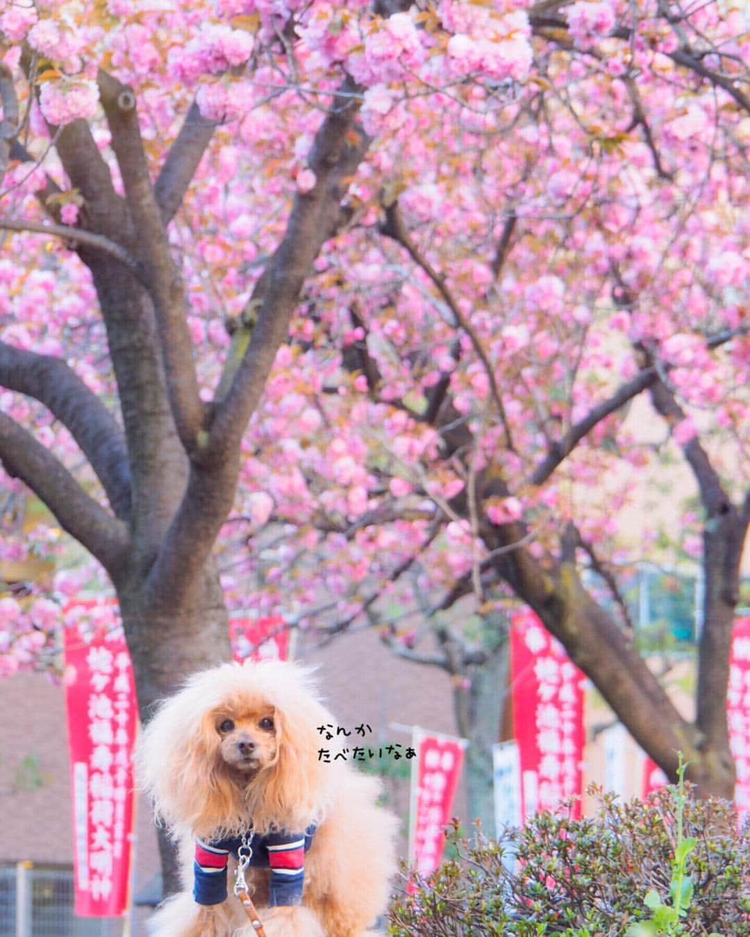 Toypoodle Mikuru?Asakusa Tokyoのインスタグラム