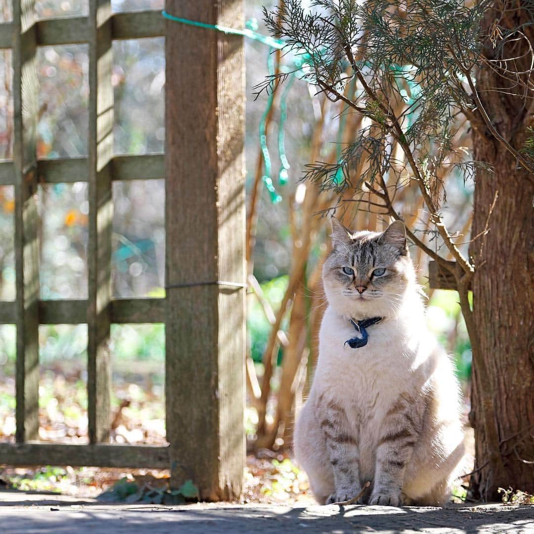 プンクマさんのインスタグラム写真 - (プンクマInstagram)「ちょっと太ったかしら？ #マリー #ドリプレローズガーデン #猫 #ねこ #cat #neko #catstagram #catsofinstagram #ガーデンパトロール隊」4月16日 19時47分 - pnkm913