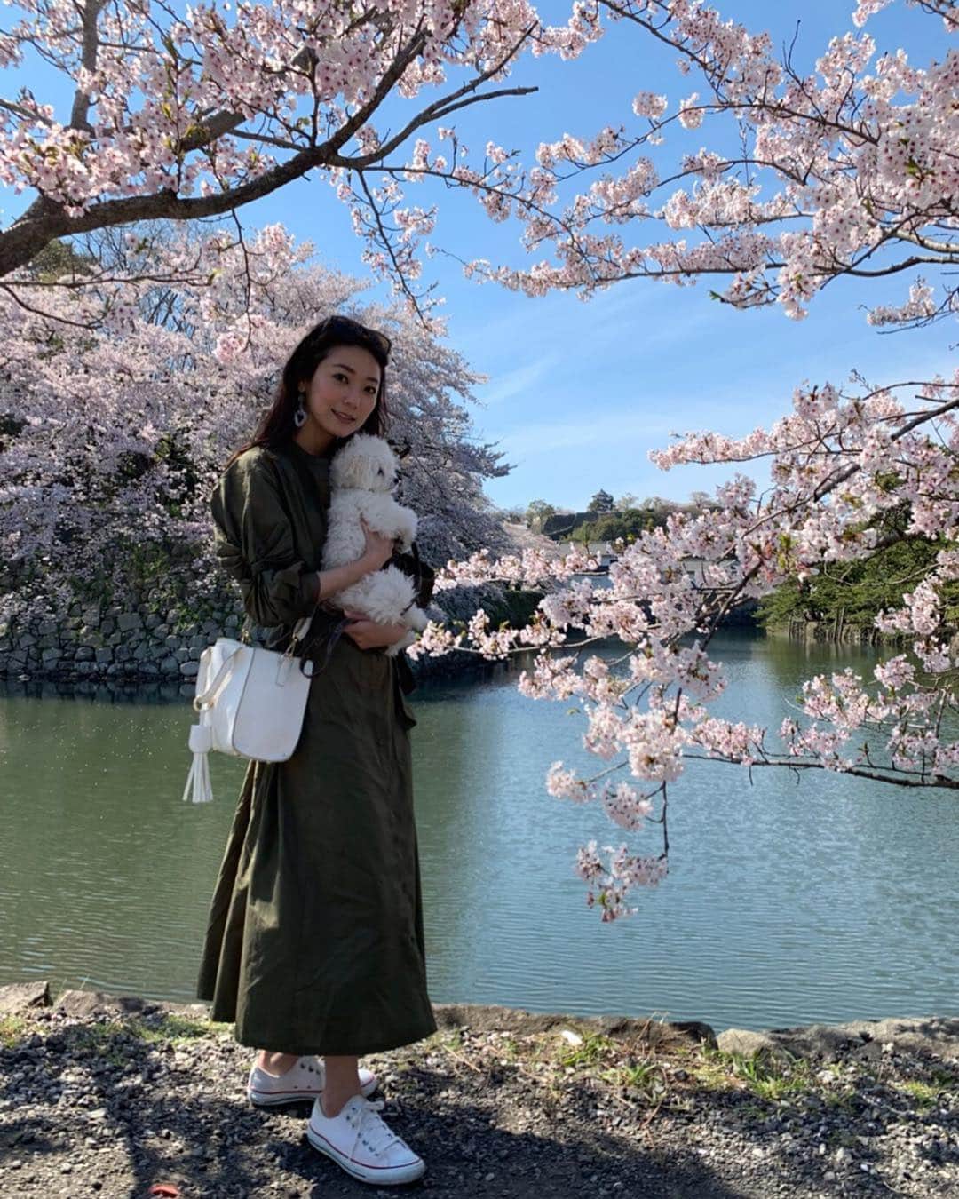 野木久美子さんのインスタグラム写真 - (野木久美子Instagram)「🌸🏯彦根城🏯🌸(4/13) サンも連れて彦根城の外堀をお散歩花見してきました〜 沢山歩いて帰りはぐっすりお眠りになっとりました😪そりゃー、2.2キロの小さな体じゃ疲れるよねー  それにしても、桜と一緒に撮るってやつやってみたけど、めちゃくちゃ嫌そうやんっ！笑 全然乗り気じゃないようです笑笑😅  ソフトクリームには首ったけだったからバッチリカメラ目線いただきました👌📸そんな事よりこのソフトがめちゃくちゃ美味しいの😋🍦笑 #政所園 #源三郎  城下町沿いに店舗がありましたよ❤️ 大人の味でほろ苦さがグー👍 是非食べてみて〜  #花見情報 #見頃 #花見 #見頃の時期 #彦根城 #🏯 #彦根 #🌸 #桜 #桜吹雪 #散り桜が好き #ワンコも一緒に #お散歩 #🐕 #散歩 #マルプー #サン #ソフトクリーム #🍦#うまい#抹茶 #政所園 #源三郎」4月16日 19時51分 - nogikumigram