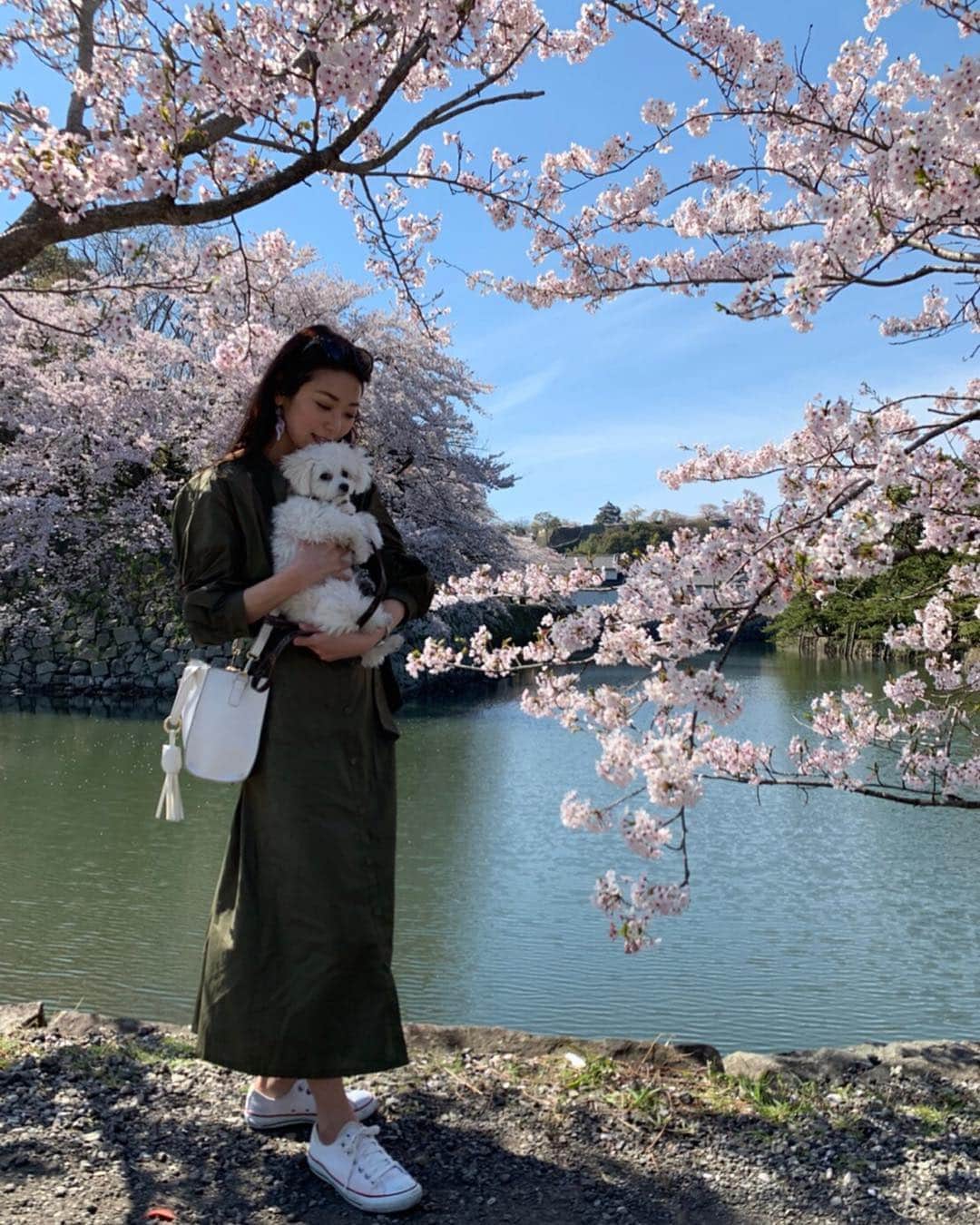 野木久美子さんのインスタグラム写真 - (野木久美子Instagram)「🌸🏯彦根城🏯🌸(4/13) サンも連れて彦根城の外堀をお散歩花見してきました〜 沢山歩いて帰りはぐっすりお眠りになっとりました😪そりゃー、2.2キロの小さな体じゃ疲れるよねー  それにしても、桜と一緒に撮るってやつやってみたけど、めちゃくちゃ嫌そうやんっ！笑 全然乗り気じゃないようです笑笑😅  ソフトクリームには首ったけだったからバッチリカメラ目線いただきました👌📸そんな事よりこのソフトがめちゃくちゃ美味しいの😋🍦笑 #政所園 #源三郎  城下町沿いに店舗がありましたよ❤️ 大人の味でほろ苦さがグー👍 是非食べてみて〜  #花見情報 #見頃 #花見 #見頃の時期 #彦根城 #🏯 #彦根 #🌸 #桜 #桜吹雪 #散り桜が好き #ワンコも一緒に #お散歩 #🐕 #散歩 #マルプー #サン #ソフトクリーム #🍦#うまい#抹茶 #政所園 #源三郎」4月16日 19時51分 - nogikumigram