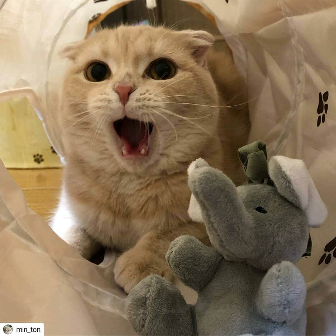 猫壱（ねこいち•ネコイチ）さんのインスタグラム写真 - (猫壱（ねこいち•ネコイチ）Instagram)「【Instagramに投稿して猫壱商品を貰っちゃおう✨】 おやすみなさい🌛 ▫ ▫  #おっきなあくび✨  #ぞうさんといっしょにねんね♪ ▫ ▫ :::::::::#猫壱 ::::::: #猫壱キャンペーン4月は#キャッチミーイフユーキャン と#キャットトンネルスパイラル が対象です👍 対象商品をお持ちの皆様、ぜひご応募くださいね❤ ▫ ▫ Instagramに登場した商品はプロフィールのリンクよりご覧いただけます🎶 気になる方は @necoichicojp からチェックしてくださいね❤ ▫ ▫ Repost from @min_ton thank-you💕💕💕💕」4月16日 20時00分 - necoichicojp