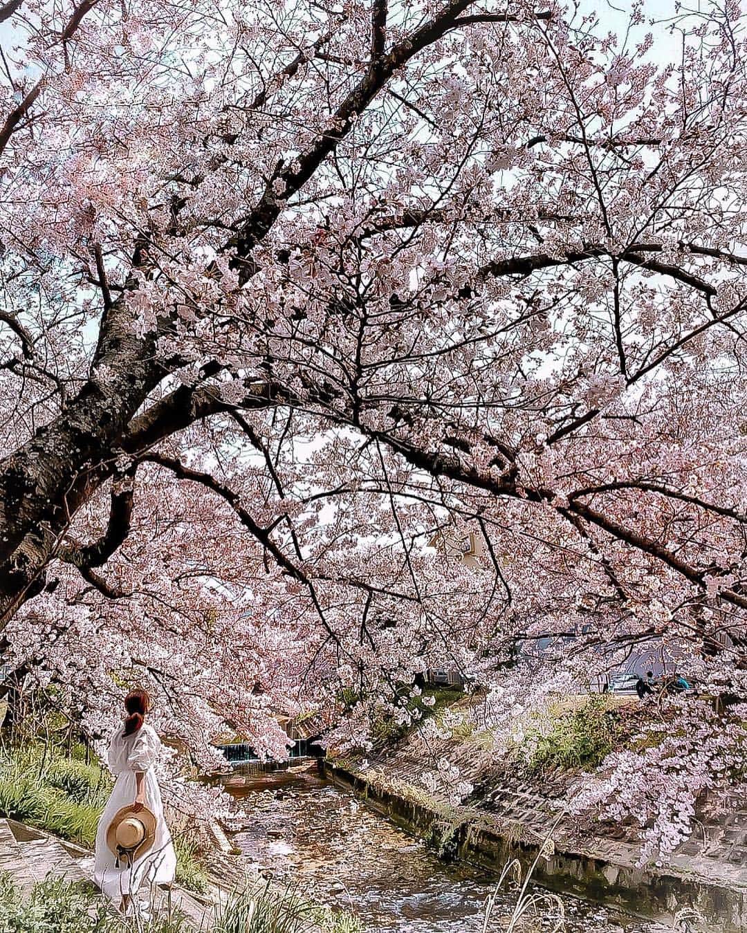 Yukicoさんのインスタグラム写真 - (YukicoInstagram)「𓇠𓇢𓇡 ❁❁ あぁ 川の流れのように ゆるやかに いくつも 時代は過ぎて 平成が終わってゆくんですね しみじみ ‥‥‥‥‥‥‥‥‥‥‥‥‥‥‥‥‥‥‥‥‥‥‥‥‥‥‥‥‥‥‥‥‥‥ #look#springfashion#springstyle#travelgram#traveller#wonderful_place#ig_photooftheday#special_shots#best_photogram#streetphotography#street#churchs#sakura#cherryblossom#kyotosightseeing#japansightseeing#tetsugakunomichi#kyototrip#cherryblossoms#bloom#flower_perfection#お花見コーデ#お花見#桜巡り#桜#桜満開#ゆるほわ倶楽部#さくら倶楽部#さくら倶楽部2019#さくらテロ2019」4月16日 20時16分 - yukicolifecom