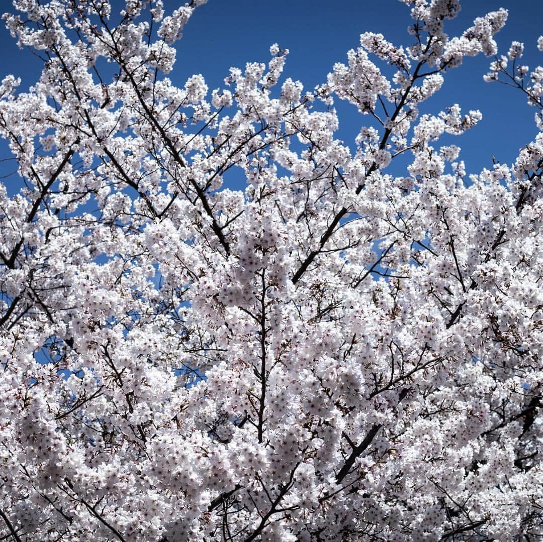 ハンサムクロジさんのインスタグラム写真 - (ハンサムクロジInstagram)「目黒川の桜🌸 都内はもう散ってしまいましたが東北はこれからですね。 岩手・青森の桜を見に帰りたい🙏  #桜 #sakura #cherryblossom #🌸」4月16日 20時12分 - handsomekuroji