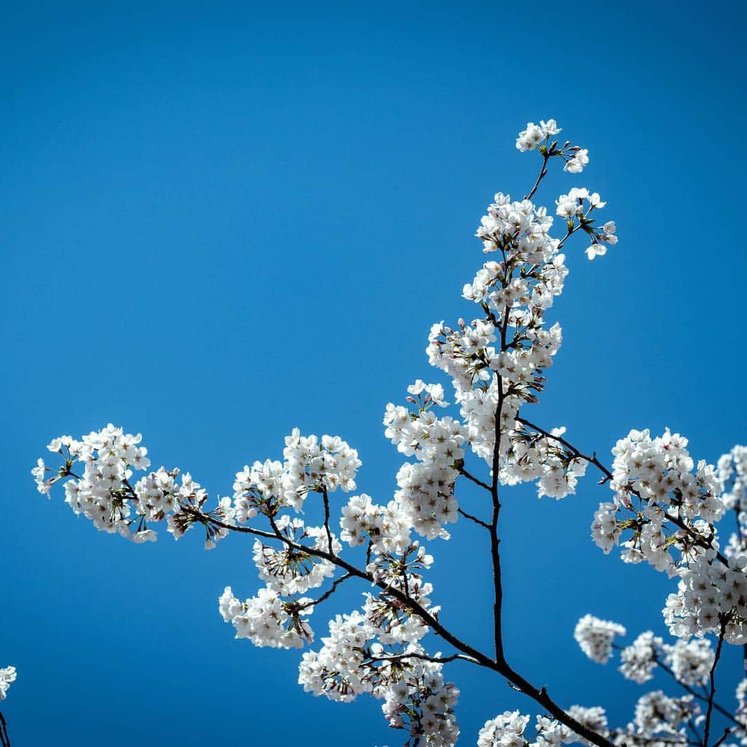 ハンサムクロジさんのインスタグラム写真 - (ハンサムクロジInstagram)「目黒川の桜🌸 都内はもう散ってしまいましたが東北はこれからですね。 岩手・青森の桜を見に帰りたい🙏  #桜 #sakura #cherryblossom #🌸」4月16日 20時12分 - handsomekuroji