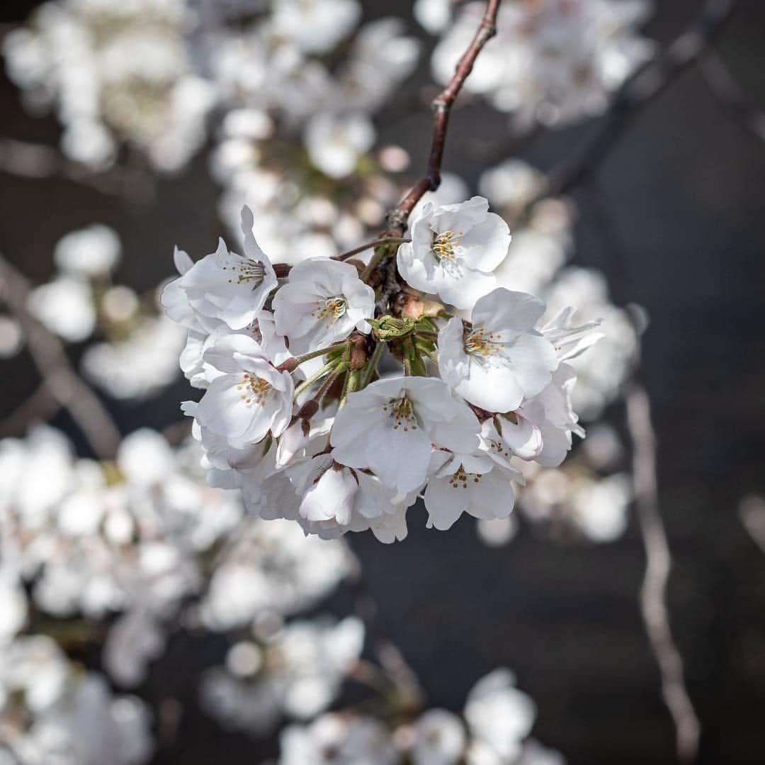 ハンサムクロジさんのインスタグラム写真 - (ハンサムクロジInstagram)「目黒川の桜🌸 都内はもう散ってしまいましたが東北はこれからですね。 岩手・青森の桜を見に帰りたい🙏  #桜 #sakura #cherryblossom #🌸」4月16日 20時12分 - handsomekuroji