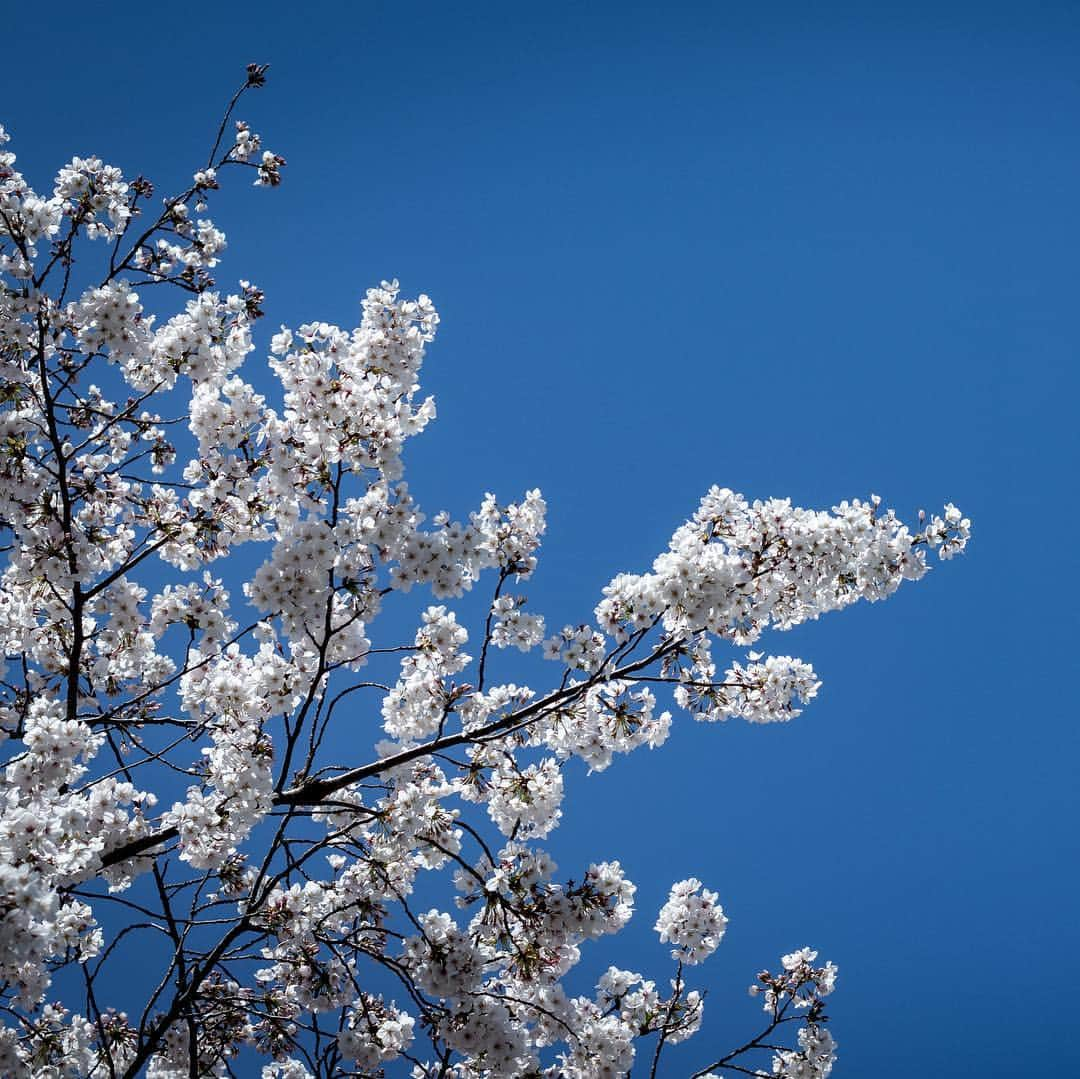 ハンサムクロジさんのインスタグラム写真 - (ハンサムクロジInstagram)「目黒川の桜🌸 都内はもう散ってしまいましたが東北はこれからですね。 岩手・青森の桜を見に帰りたい🙏  #桜 #sakura #cherryblossom #🌸」4月16日 20時12分 - handsomekuroji