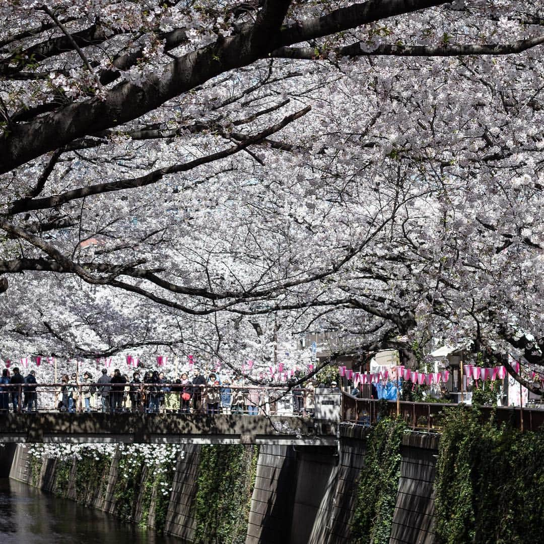 ハンサムクロジさんのインスタグラム写真 - (ハンサムクロジInstagram)「目黒川の桜🌸 都内はもう散ってしまいましたが東北はこれからですね。 岩手・青森の桜を見に帰りたい🙏  #桜 #sakura #cherryblossom #🌸」4月16日 20時12分 - handsomekuroji