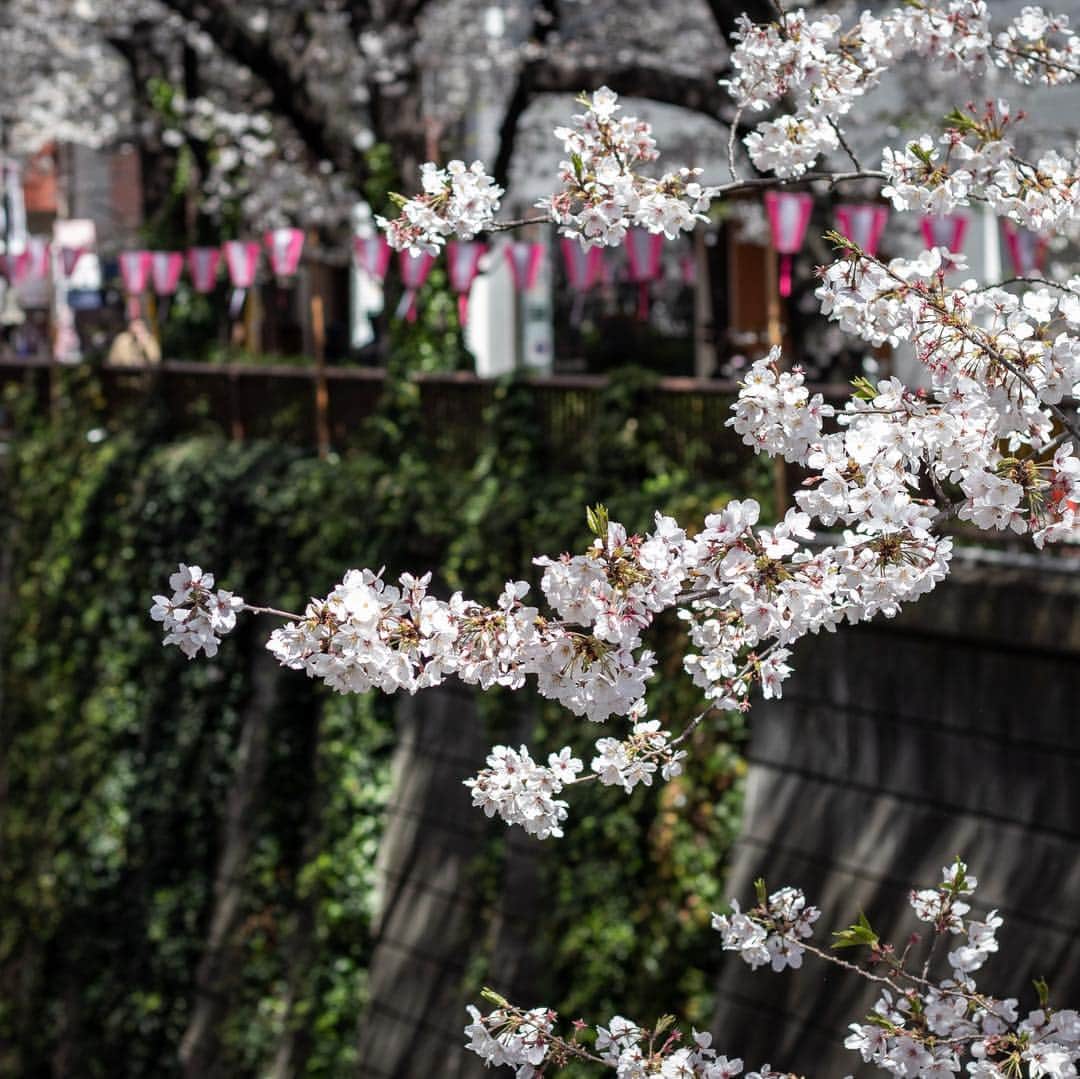 ハンサムクロジのインスタグラム：「目黒川の桜🌸 都内はもう散ってしまいましたが東北はこれからですね。 岩手・青森の桜を見に帰りたい🙏  #桜 #sakura #cherryblossom #🌸」