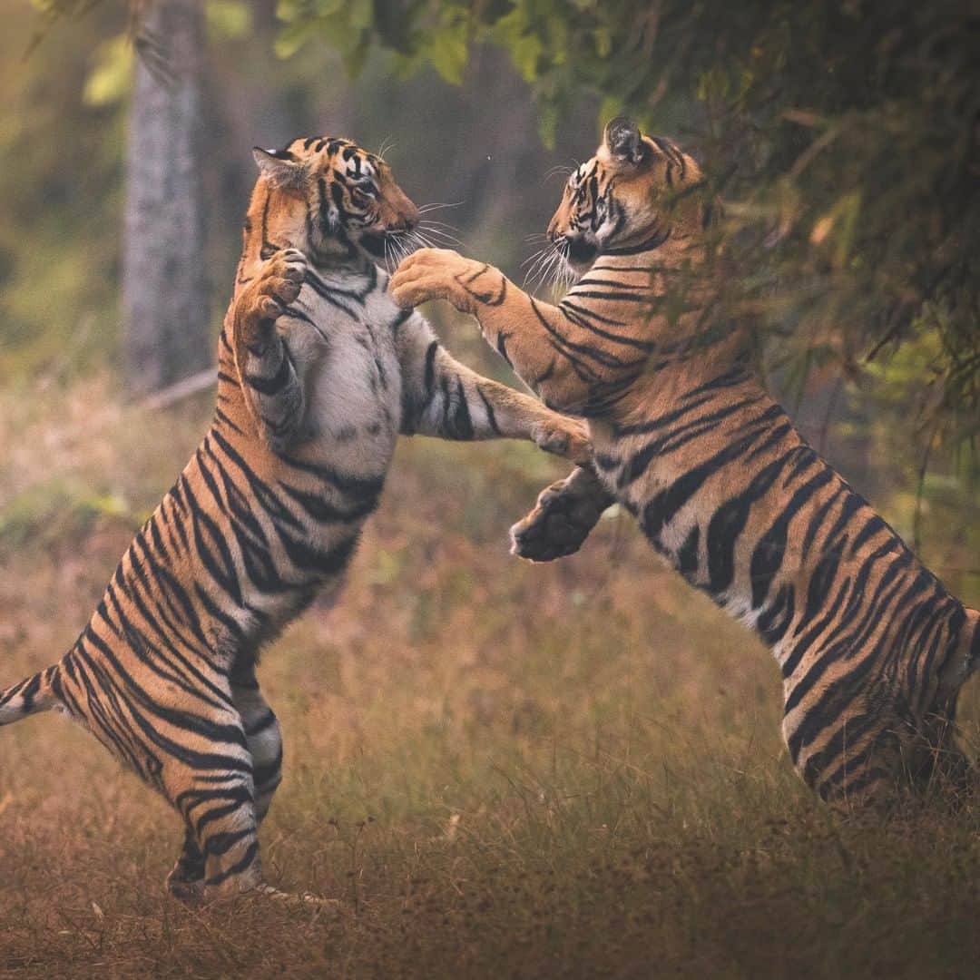 Discoveryさんのインスタグラム写真 - (DiscoveryInstagram)「“Playing is a vital part of a tiger cub’s training. By the time they turn 18-months-old, they should be able to hunt by themselves.” 🐅 📸 + caption by Fernando O'Farril (@fernando_ofarrill) . . . . . #TigerTuesday #instanature #nature #naturephotography #wildlifephotography #ProjectCAT #bigcats #tigers #family」4月16日 20時34分 - discovery