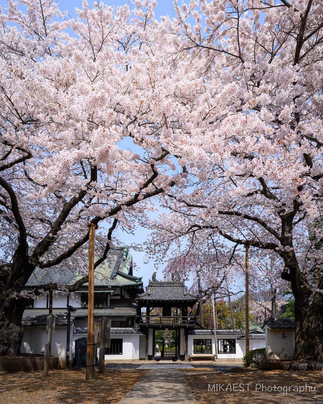 mikaestのインスタグラム：「Sakura in Sendai🌸 . ここの桜が仙台で一番お気に入りです😊 . 開花状況と光の入り方が気になって、日にちや時間帯を変えて何度も行っちゃいました😆 . 最近のミカエスト氏情報。 ３月末にゴルフプレー中につまづいてww右足首を捻挫しましたが、ようやく完治しました😭もはや段差恐怖症なので、調子に乗って街中で突然走ったりするのは今後一切やめましたw . . #仙台 #宮城 #松音寺 #雪 #桜 #snow #sakura #cherryblossom #行くぜ東北 #春の東北インスタキャンペーン #みやぎ春ジェニック .」
