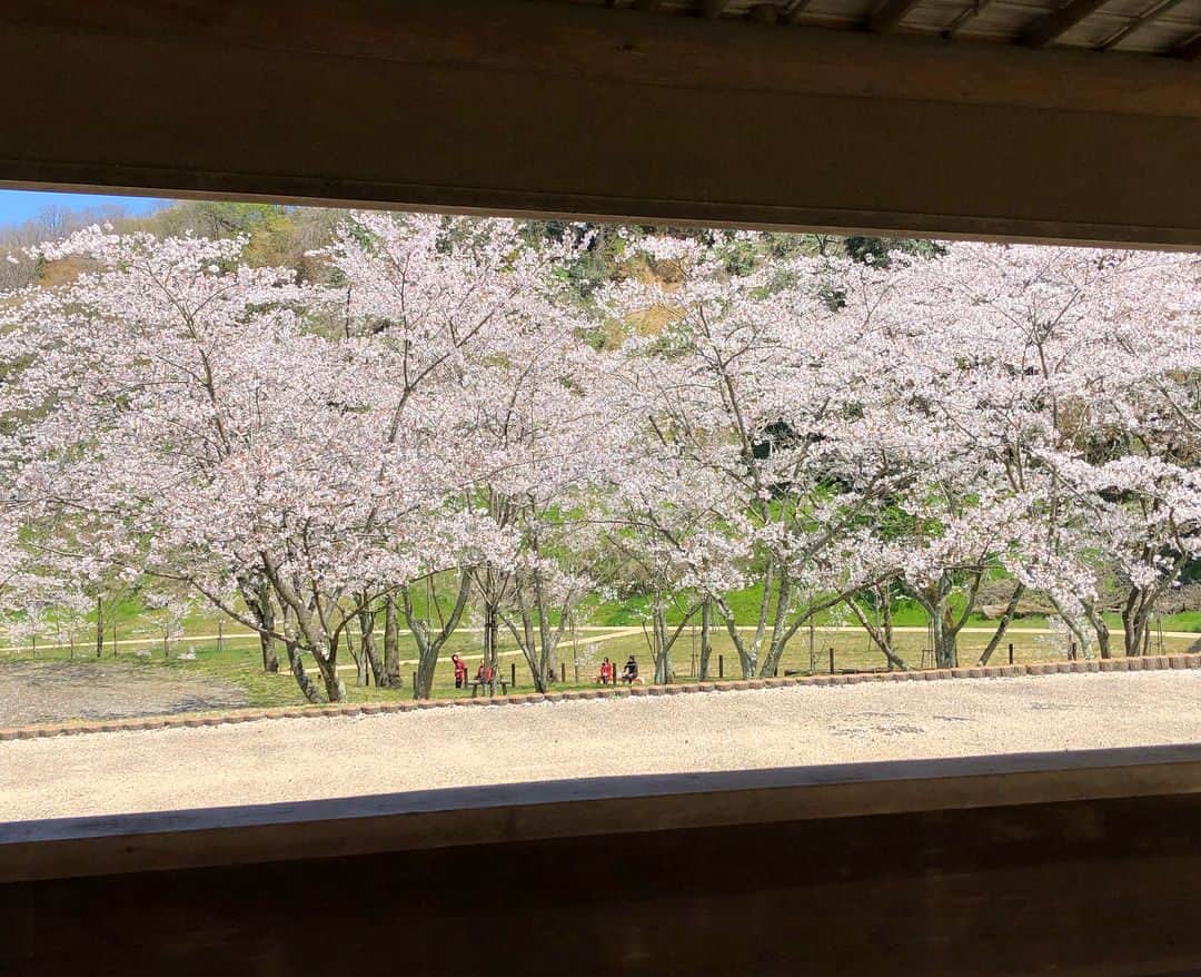 南早苗さんのインスタグラム写真 - (南早苗Instagram)「まだまだお花見🌸@gofukunoasakawa さんが、野点を催してくれました。枝垂れ桜は満開、ソメイヨシノの桜吹雪、鶯のクリアな鳴き声。。なんとも風流な✨と思ったのですが、意外と虫との戦いも(笑)わーわー騒ぎながらの楽しいひと時でした☺️#四百年の森 #野点 #平成最後のお花見 #あまりにも天気が良すぎて目つきが悪い #着物 #着物生活 #お菓子は令和記念上生菓子 #令月 #風和らぐ」4月16日 21時08分 - minamisanae