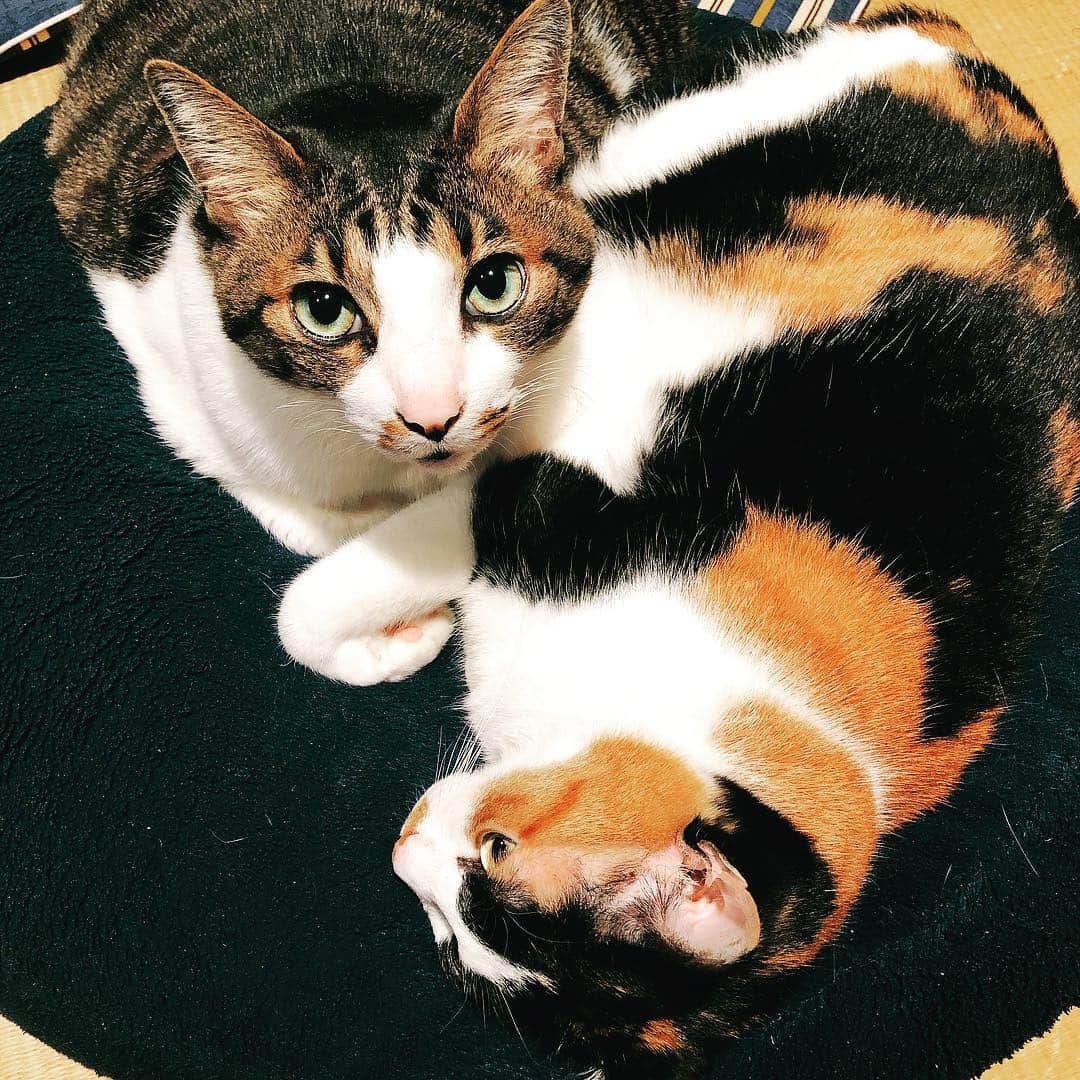 門倉聡のインスタグラム：「何ですか？  #ねこ #ねこ部 #cat #catstagram #cats」