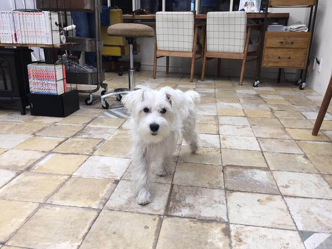 Takeshiさんのインスタグラム写真 - (TakeshiInstagram)「少し前にGigi代々木店でカット🐶✂️ ありがとーございました😊 んでリリーがでかくなってた👀 くそかわいー✨ そして久しぶりにジジにも会いてー✨  #Gigi #ジジ #ヘアーサロン #美容院 #代々木」4月16日 21時00分 - takeshi_823