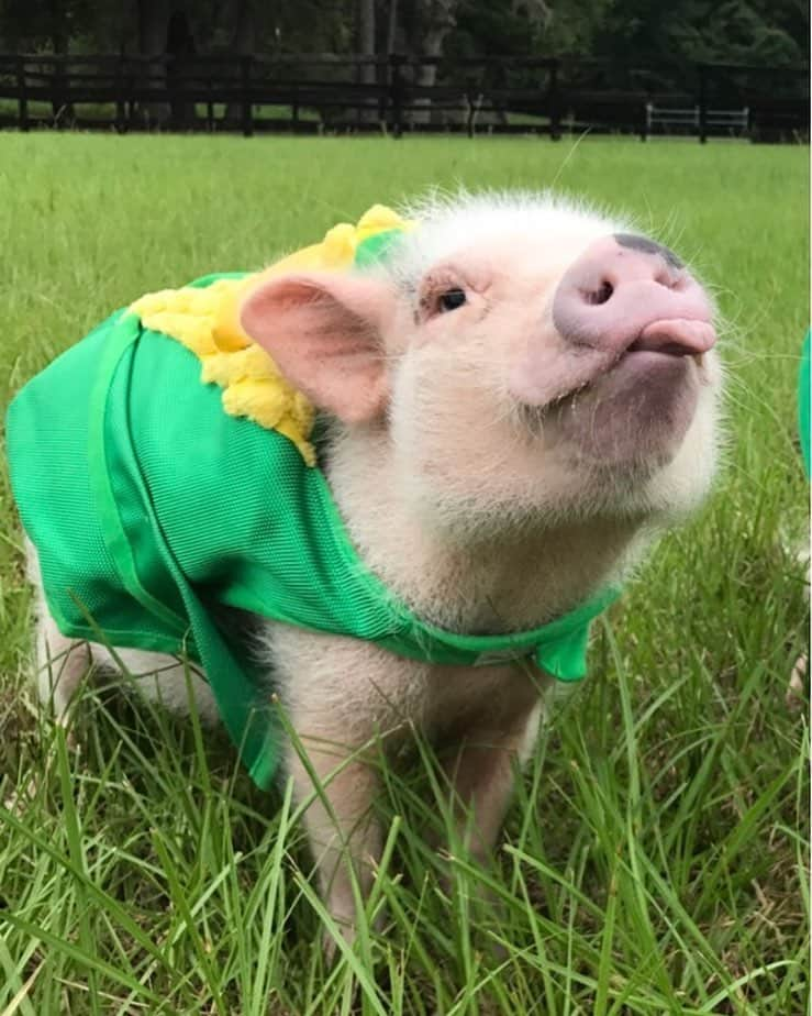 Priscilla and Poppletonさんのインスタグラム写真 - (Priscilla and PoppletonInstagram)「What did the baby corn say to the mom corn?🐷🌽Where is my pop corn? Happy #TongueOutTuesday and a corny joke courtesy of Stinkerton, I mean Pinkerton.🐷😛#cornyjoke #tot #Pinkerton #cornonthecob #PrissyandPop」4月16日 21時01分 - prissy_pig