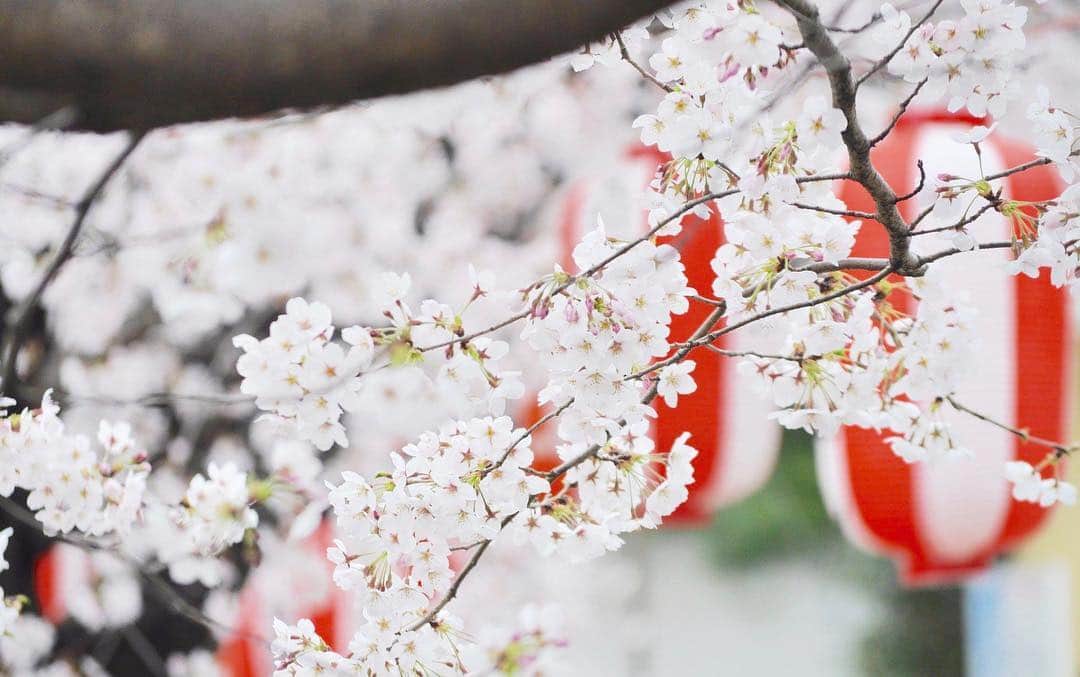 岡田ひとみ（ねんドル）さんのインスタグラム写真 - (岡田ひとみ（ねんドル）Instagram)「Cherry blossom 2019🌸#cherryblossom #sakura #japan #japon #photoshoot #photography #一眼レフ #カメラ #桜」4月16日 20時56分 - hitomi_nendol