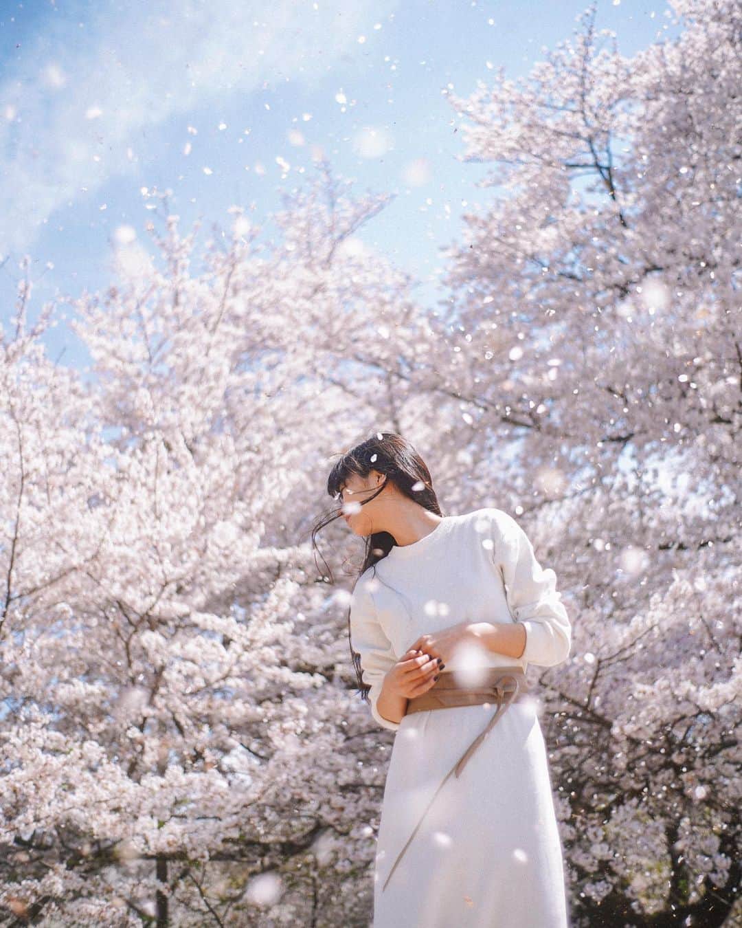 Naokoのインスタグラム：「fluttering* * 桜は散りかけの頃が一番好き」