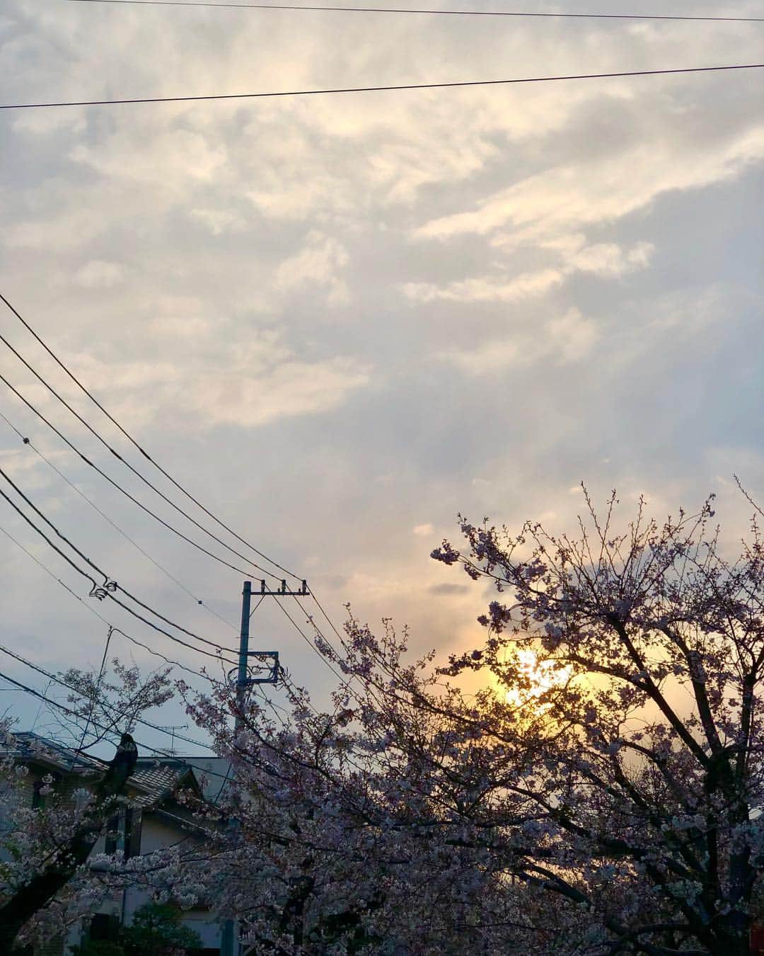 中村歌昇 さんのインスタグラム写真 - (中村歌昇 Instagram)「今さらですが。 #中村歌昇 #桜 #おとうと #歌舞伎」4月16日 21時05分 - kasho_nakamura