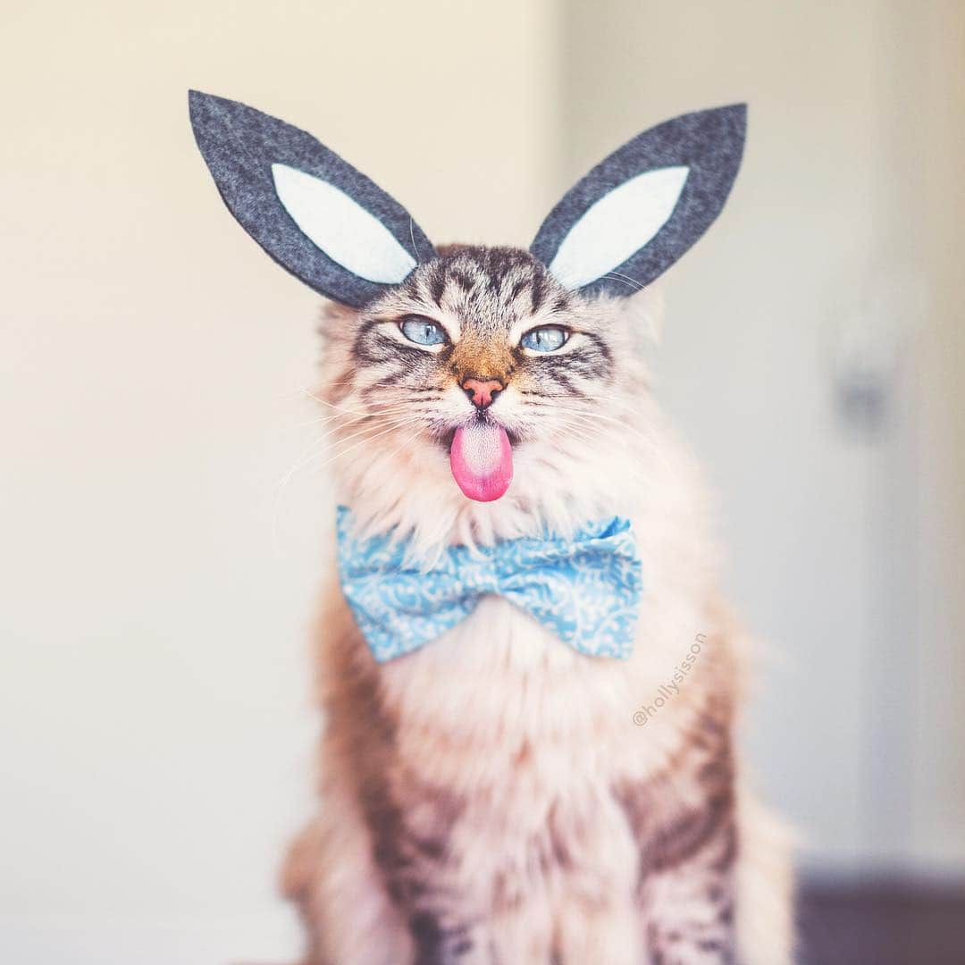 Holly Sissonのインスタグラム：「It’s an Easter Bunny themed #tot! 😹🐰🐱👅 #cat #SiberianCat (See more of Alice, Finnegan, and Oliver, on @pitterpatterfurryfeet) ~ Canon 1D X + 50 f1.4 @ f2 See my bio for full camera equipment information plus info on how I process my images. 😊 ~ #pickmotion」