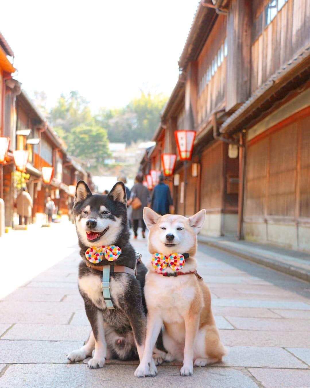 柴犬 けんしろう ゆりあさんのインスタグラム写真 - (柴犬 けんしろう ゆりあInstagram)「🐶🎎🐶スワイプしてね . ①ひがし茶屋街でお手手クロスして 記念撮影していたら.. ②素敵なカップルに遭遇〜✨ 前撮り撮影に参加させてもらっちゃった😍 (ゆりあの顔..😂) . . Location:金沢 #ひがし茶屋街 (2019.4.6撮影) . 花婿さん花嫁さん❤️ IGへの投稿快くOKしてくださり ありがとうございました😊」4月16日 21時10分 - nerishiro