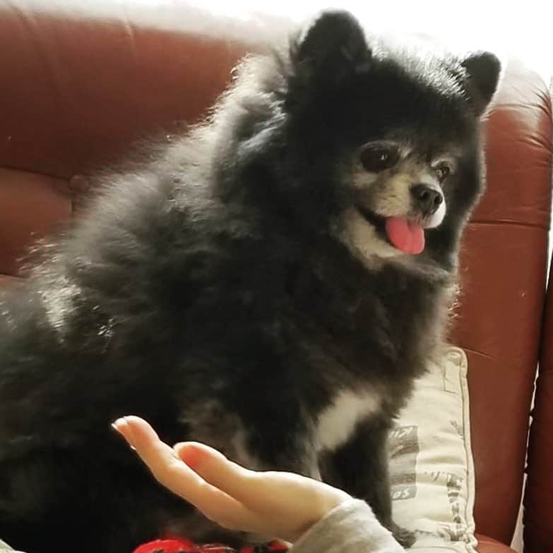 藤原ゆかのインスタグラム：「おやつを前にした時の「お手」の素早さ0.1秒💥#pomeranian #pomestagram #黒ポメ」