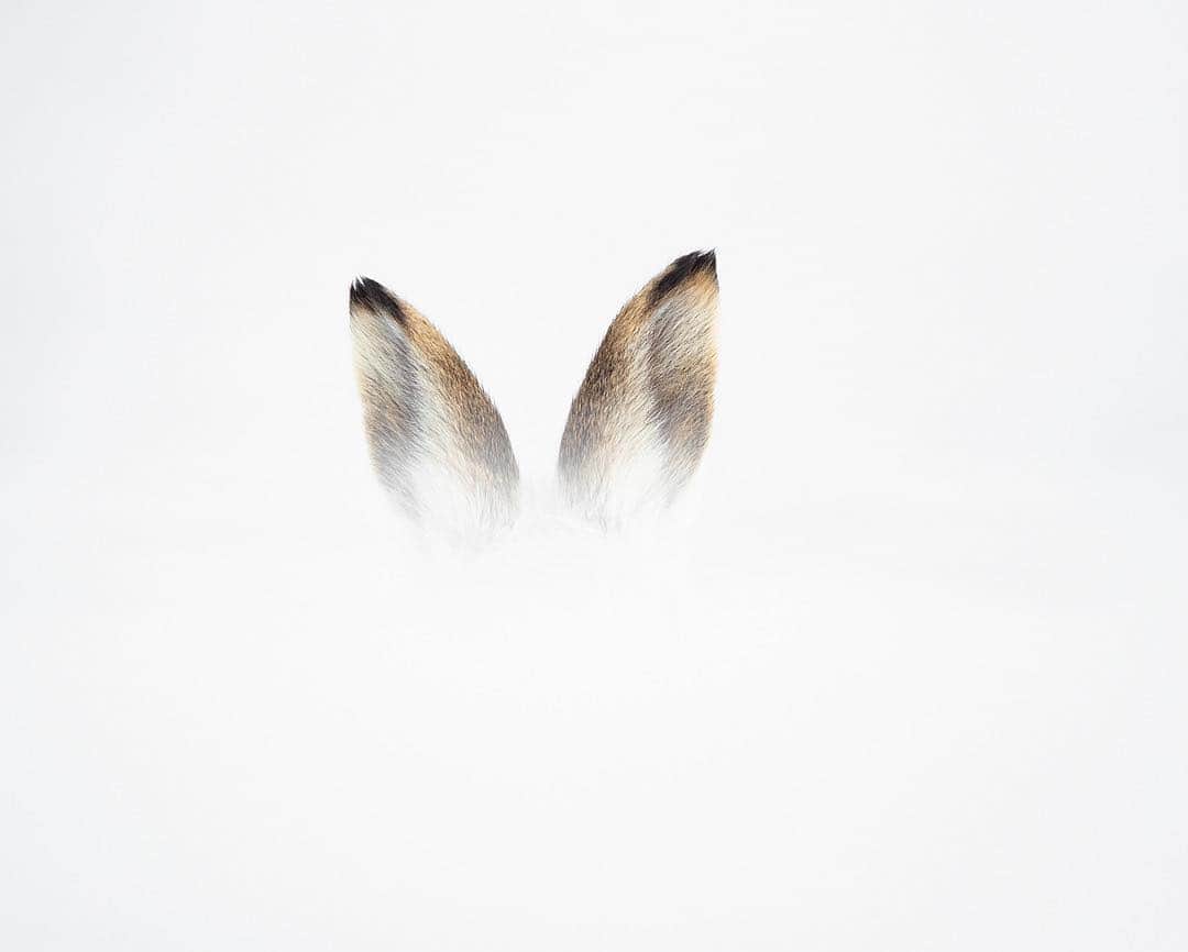thephotosocietyさんのインスタグラム写真 - (thephotosocietyInstagram)「Photograph by @andyparkinsonphoto/@thephotosociety  Mountain hare ears – I thought that I’d post something a little different today, an image that effectively took me 15 years to execute properly. I first had the idea for an image such as this back in the days of film when, whilst up in the Monadhliath mountains, in the first few days that I ever spent with these adorable creatures. I was approaching a hare on an exposed mountain flank, moving cautiously as always the hare and benefitting as the hare itself was concealed behind a small bank. As I edged closer the hares erect ears appeared over the bank but before I had time to capture the image his head popped over as well. Nevertheless an idea was born and one that I never fully realised until last year. This time I was with my good mate @kevmorgans and we’d spent a fair while approaching a hare that would later turn out to be named Grouse. Over time so we worked ourselves into a position but because I’d initially found the hare I was leading the stalk. When we did finally get into the correct position I was able to capture this image but I knew that Kev, who was a bit behind me, had a more elevated view that was introducing more distractions whereas mine was simply hare ears on pure white. Over time the hare moved off to feed and as Kev and I sat there I showed him this image on the back of my camera and told him that it’d taken me 15 years to finally capture it. No sooner had I uttered those fateful words than Grouse came lolloping back to the exact spot and then sat there with her ears fully erect. It was at that point that Kev, doing what anybody with any sense would have done, leant down, said ‘I’ll have that’ and nailed the exact same image. It’s a testament to how honourable Kev is, and what a good mate of mine that he is, that he’s kept his version hidden until such time as I’d released mine so please, if you don’t already follow @kevmorgans then please do, he really is one of life’s true gents and he’s a bloody good mate of mine.」4月16日 21時23分 - thephotosociety