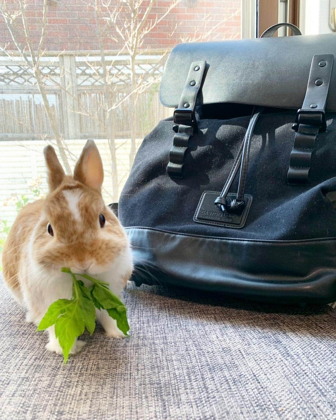 BUNNY?TUNA? さんのインスタグラム写真 - (BUNNY?TUNA? Instagram)「2019/4/17🐭 久しぶりに家族で一泊旅行行ってきたからツナちゃんに一日寂しい思いをさせてしまったね😱💦 お詫びに今日は大好きな明日葉を😋 いっぱい食べて許してね〜😅 . ゴールデンウィークは仕事だから家にもいるから安心してね〜😚 . ____________________________ ゴールデンウィークキャンペーン！ Gaston Lugaでは、４月１５日よりかばんをお買い上げ頂いたお客様に期間限定でアドレスタグとトートバッグをプレゼント致します。 このお得な機会をお見逃しなく！ ____________________________ ●公式サイトで15%offディスカウントコード: 　bunny_tuna15　(期限なし) ●公式オンラインストア　http://gastonluga.com ●送料無料 . #GastonLuga #ガストンルーガ #バックパック #リュック#ネザーランドドワーフ#ツナ#TUNA#うさぎ#ふわもこ部#うさぎ部#うさぎのしっぽ#ペット#netherlanddwarf#bunnystagram#rabbit#lapin#cutebunny#bunnylove#bunnies#pet#petgram#rabbitstagram#japan#kawaii#weeklyfluff#cutepetclub#instapets#PR @junkuwana55」4月16日 21時24分 - bunny_tuna