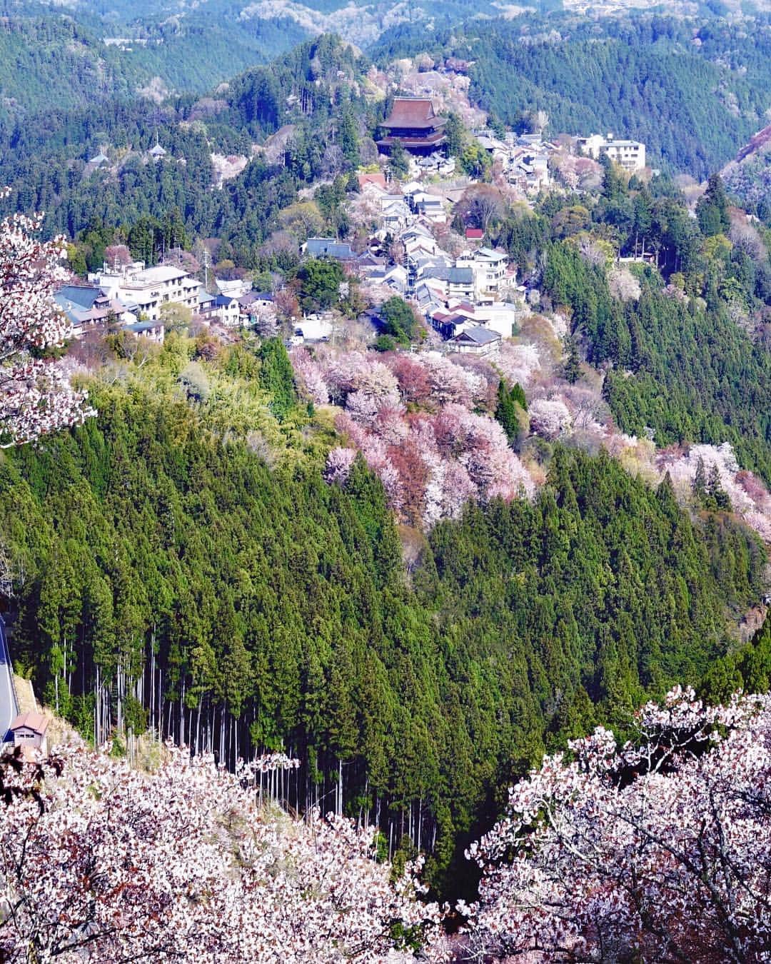 Koichiのインスタグラム：「. . Yoshino Heart 💚 . . 🌸 #吉野山 #Yoshinoyama #奈良 #Nara .」