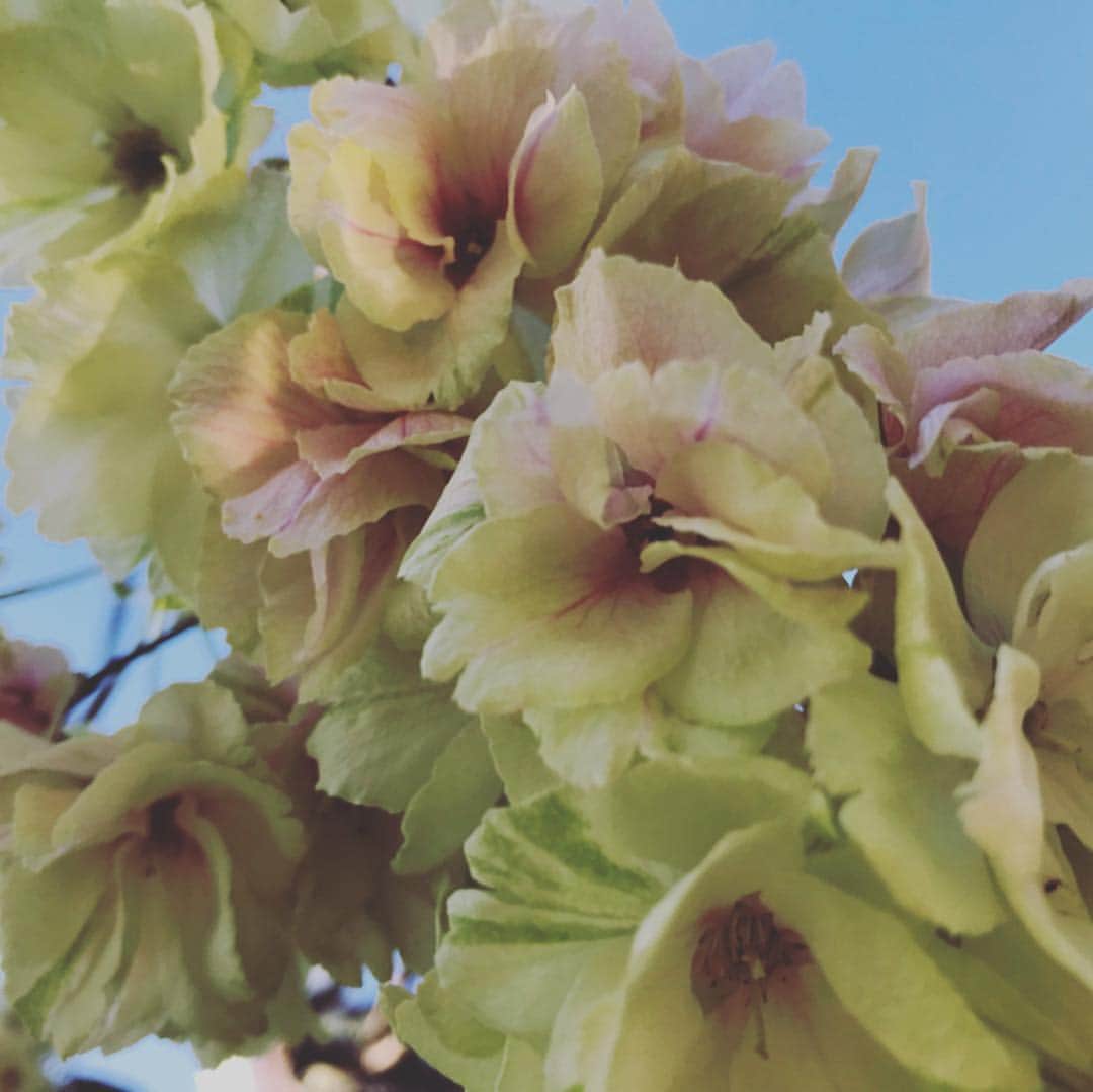 青葉市子さんのインスタグラム写真 - (青葉市子Instagram)「4.16  知久さんのお友だちの皆さまに混ぜていただいて鬱金桜を見ていました。」4月16日 21時45分 - ichikoaoba