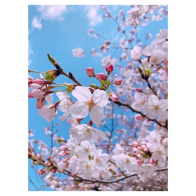 早乙女わかばさんのインスタグラム写真 - (早乙女わかばInstagram)「.﻿ 🌸桜🌸﻿ もう散り始めていて寂しいです😢﻿ また来年も綺麗な桜を大好きな人達と見れますように💕﻿ ﻿ ネイルも桜🌸に💓﻿ 少し伸びてきてしまってますが😅💦﻿ 次は何にしようかな〜😚❤️﻿ ﻿ そして昨日は月組千秋楽✨﻿ ﻿ 充実感に満ち溢れ、輝きに満ちた退団者の皆さん。﻿ 温かく迎える組子の皆さん。ファンの皆様。﻿ ﻿ やっぱり宝塚って愛に満ちています。﻿ ﻿ 繋がるご縁。﻿ 宝塚という一つの世界でみんなが繋がる﻿ ﻿ このご縁一生の宝物です。﻿ ﻿ 大好きな真愛さんにもお会いしました☺️ ﻿ 東京公演も大好きな月組の皆さんが元気に公演出来ますように😌 ﻿ #桜﻿ #桜ネイル﻿ #宝塚大劇場﻿ #千秋楽﻿ #月組公演﻿ #ご縁に感謝」4月16日 21時41分 - s_wakaba.94