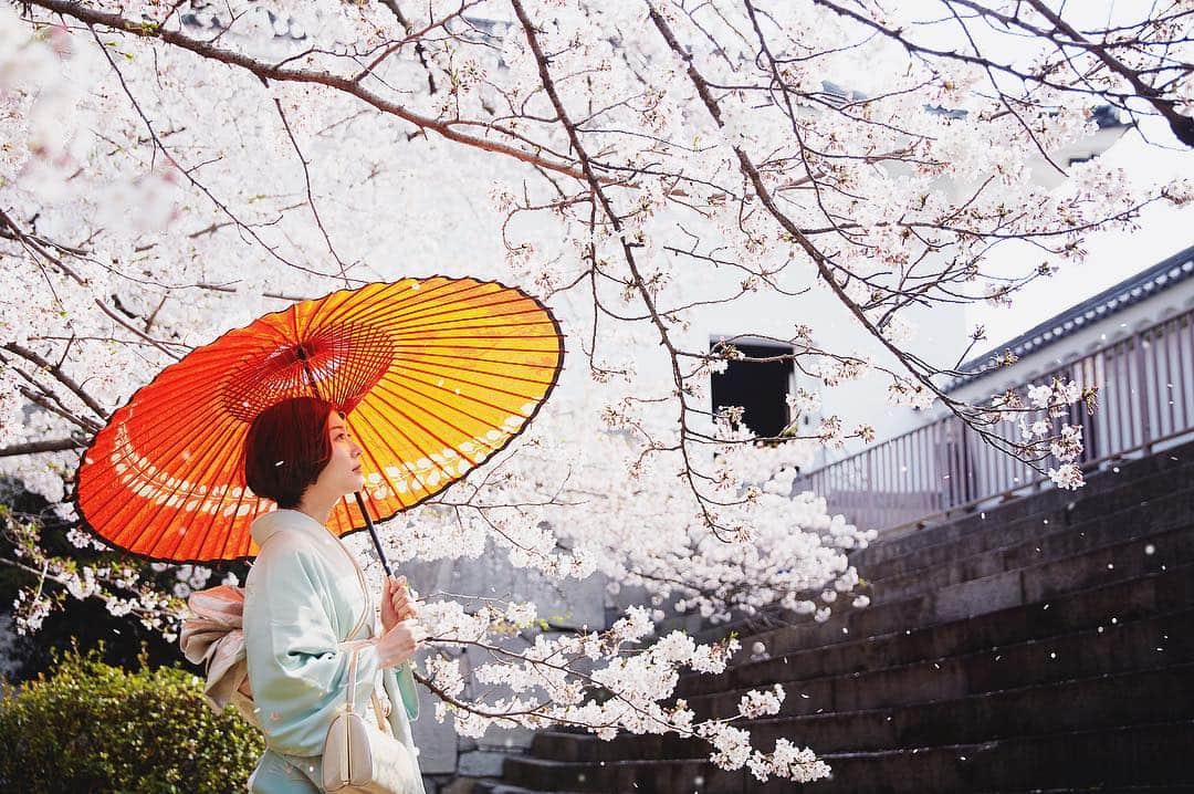 Najiiのインスタグラム：「Cherry blossoms」