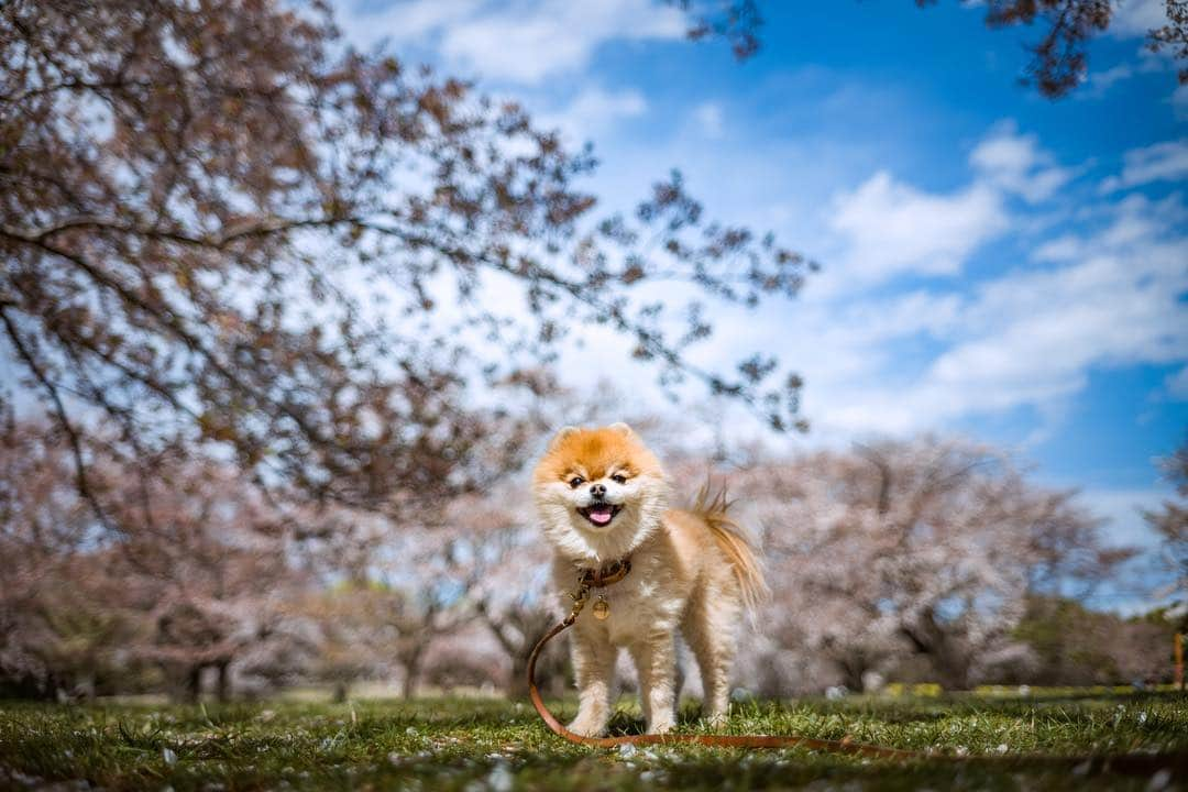 ポテチンさんのインスタグラム写真 - (ポテチンInstagram)「The picnic in the park.  お久しぶりのトイくんといつメンでおっきな公園に遊びに行きましたぢょ〜。公園では偶然に初めましてのリリィちゃん、ショコラちゃんに会えて嬉しかったですぢょ〜。 桜もチューリップもどっちも🌸🌷見られて天気も良くって最高の1日でしたぢょね。  Photo by 4️⃣ @pom.kotenicolocco  5️⃣ @maika_kikitoyjiji  6️⃣ @manokala」4月16日 21時51分 - pom.potechin