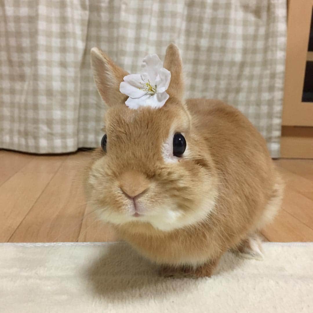 のインスタグラム：「* * 桜もそろそろ終わりだね🌸 * * 3、4日前から めちゃくちゃ大きい●が出てて嬉しい😭 本当にこれまるるんがしたの？って位大きいの💕 術後ペレットを半分以下にしてるので 体重はなかなか戻らないけど 今は胃腸の動きを良くすることが1番みたいなので この調子で牧草モリモリ食べて欲しいな😊 * * #うさぎ#ネザーランドドワーフ#ふわもこ部#rabbit#lapin#cutepetclub#WeeklyFluff #bunnystagram#rabbitstagram#instapet#20190416」
