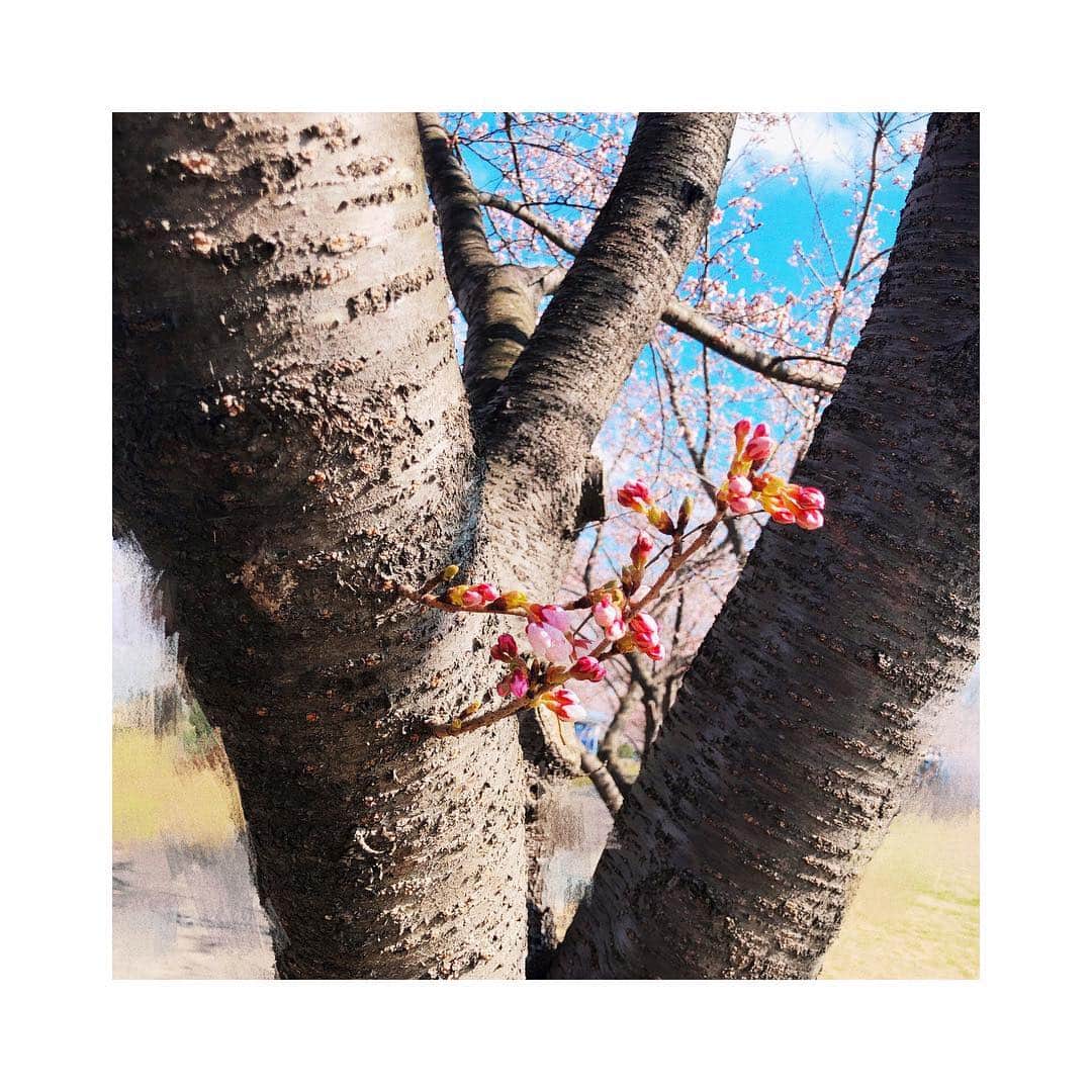みなみのインスタグラム：「満開な桜って 夢を叶えた人！って感じがして ロマンチック 咲きそうで咲かない蕾見ると 頑張れ〜って思っちゃう 新生活が始まる季節にぴったりな花よな〜  今年は桜見れないまま終わるかなって 思ってたから見れて良かった🐰  #レンズ付き伊達メガネ#お気に入り#300円」