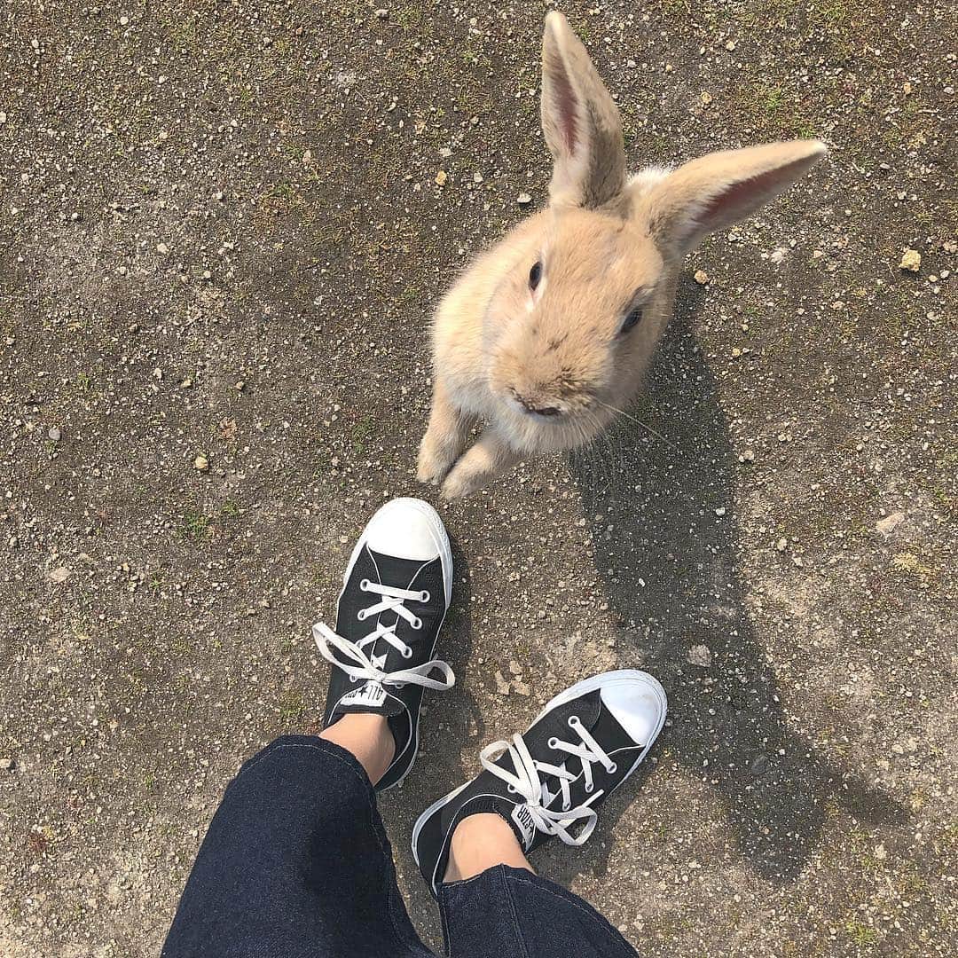 ちょびさんのインスタグラム写真 - (ちょびInstagram)「ほーんのすこし前に 大久野島のうさぎ島に 行きました🐰💕 またゆっくりご紹介しますね💯 おたのしみに🌸 . #広島観光#何年か前に行った時とはまた全然違う感じで素敵でした」4月16日 22時13分 - kaoriririn15